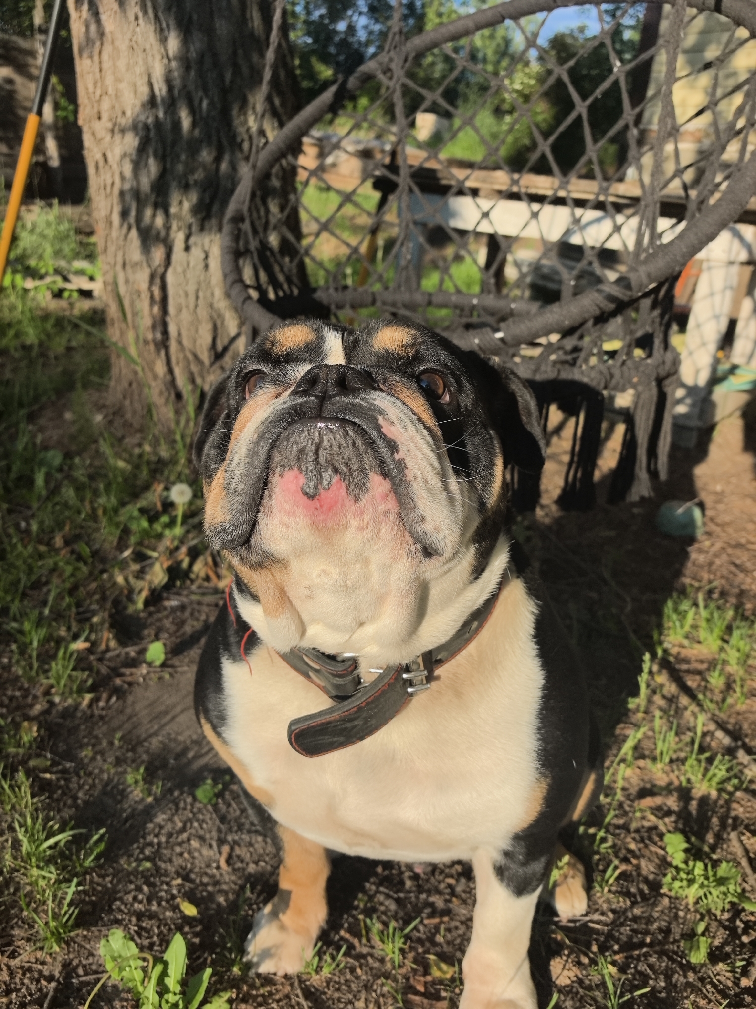 An outdoor, eye-level shot captures a tri-color English Bulldog (black, white, and tan) sitting or standing on a patch of dirt and sparse grass, looking attentively upwards. The dog wears a dark, possibly leather, collar with silver buckles. Its face, characterized by prominent wrinkles and a pinkish muzzle, is illuminated by direct sunlight, highlighting its alert, brown eyes.
The setting appears to be a sunny garden or yard. To the left of the dog, a large tree trunk, partially shaded, anchors the scene. In the background, behind and to the right of the dog, is a dark, intricately woven or netted chair-like object, possibly a hanging chair or a discarded piece of garden furniture. Beyond this, glimpses of distant greenery and what appears to be a rustic wooden structure or fence are visible under a bright sky. The ground beneath the dog is uneven, with patches of green grass and weeds contrasting with areas of exposed soil.
The strong, directional sunlight and long shadows suggest either early morning or late afternoon. No specific activity beyond the dog's attentive gaze is depicted. There is no visible text in the image. The location context provided is Noviy, Russia, though no specific visual cues confirm this.