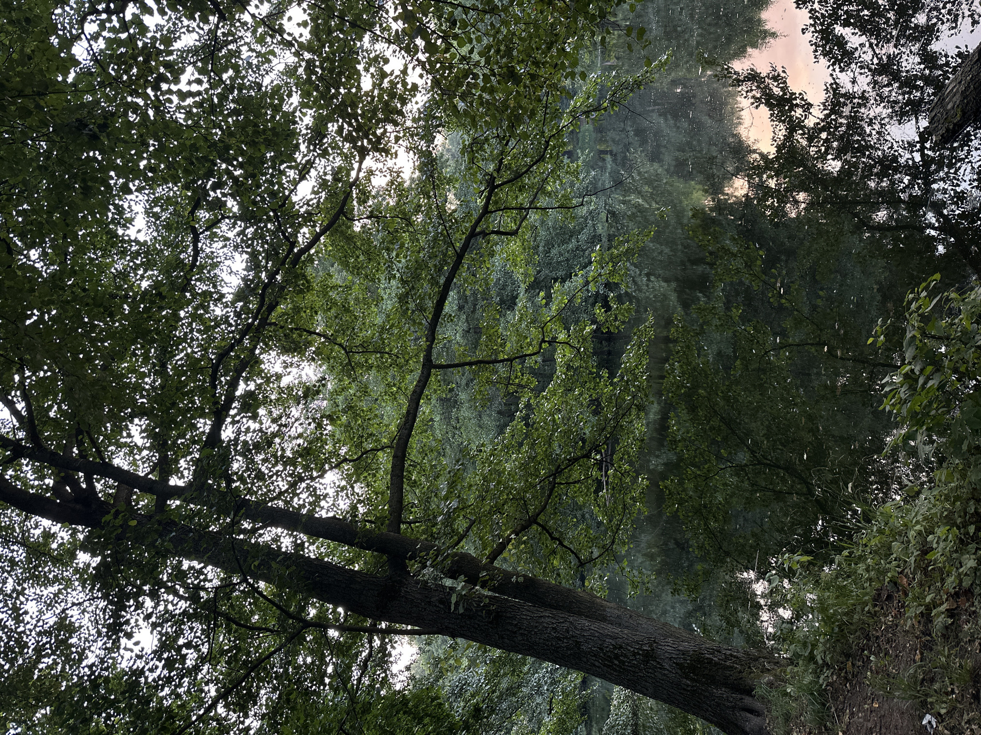 The image depicts a serene lakeside scene in Bykovo, Russia. On the left, a large tree with textured bark leans towards the water, its branches heavy with lush green leaves. The water's surface is calm, reflecting the dense foliage and the soft, diffused light of the sky, which suggests either early morning or late evening. The opposite bank is densely wooded, creating a natural, undisturbed environment. The water itself is dark and reflects the surrounding greenery and a hint of soft pink and orange from the sky, indicating the color of the sunset or sunrise. The foreground on the left shows a grassy embankment with fallen leaves and twigs. No people or specific structures are visible, contributing to the overall tranquil and natural atmosphere of the location.