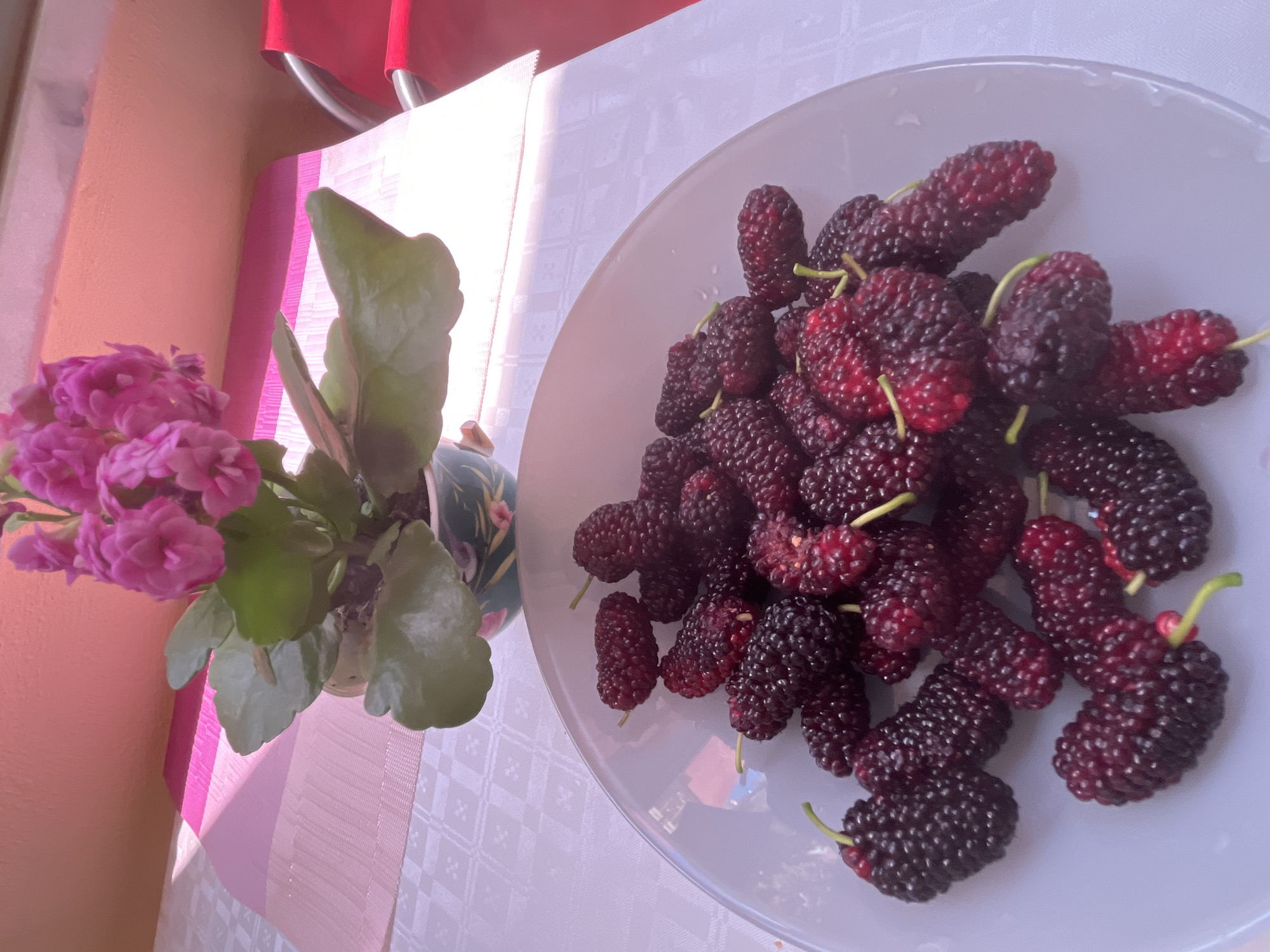 A bright, upward-angled shot captures a still life arrangement on a table in Alanya, Turkey. On the right, a white, oval-shaped plate is abundantly filled with fresh, dark purple-black mulberries. Many of the mulberries retain their small, light green stems, and some appear slightly dewy. The berries have a textured, bumpy surface, indicative of ripe fruit.
To the left, a vibrant potted plant featuring clusters of small, frilly pink flowers, likely Kalanchoe, and broad green leaves sits in a decorative pot with a dark base and hints of a floral pattern. The plant is positioned next to the plate, creating a pleasant contrast of colors and textures.
The items are placed on a white tablecloth with a subtle, repeating geometric or checkered pattern. Bright natural light, possibly sunlight streaming from a window, illuminates the scene, casting soft shadows and creating highlights on the plate and mulberries. This light gives parts of the white tablecloth a slightly pinkish hue, especially towards the left side.
In the background, a light peach-colored wall is visible on the upper left. A glimpse of a red object, possibly a chair back or a curtain, can be seen in the upper right corner, along with a metallic element. The overall scene suggests a calm, domestic setting, possibly a breakfast or snack setup, emphasizing freshness and natural beauty. There is no visible text in the image.