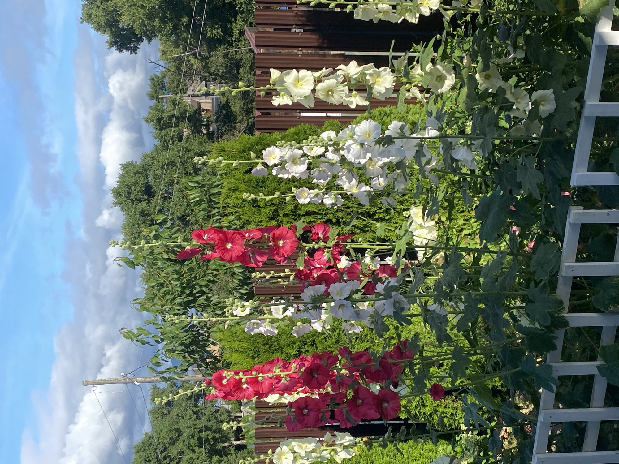 This is a photograph taken outdoors, likely in a garden setting. The foreground features a white picket fence, behind which a variety of hollyhock flowers are in bloom. The hollyhocks are tall and come in several colors, including bright red, white, and pale yellow. The flowers are clustered along the stalks, with some in full bloom and others as buds. Behind the flowers, there are lush green bushes and trees, and further back, a wooden fence. The sky above is blue with scattered white and gray clouds. There is a utility pole visible in the upper left portion of the image, with wires running across it. The overall scene suggests a sunny day in a suburban or rural environment. There are no people clearly visible in the image. This image is not specifically located in Tret’ya Pad’, Russia, as there are no identifying landmarks or clues to suggest this location.