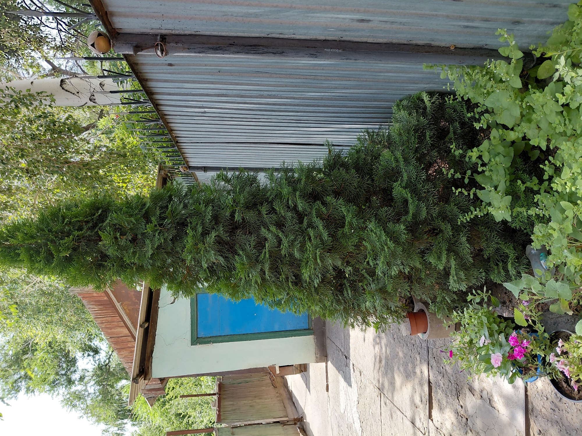 The image depicts an outdoor scene, possibly in the city of Бұлақты, Kazakhstan. In the foreground, a tall, conical evergreen tree stands to the right of a light blue door on a pale green building. The building's roof appears to be made of corrugated metal and wood, with some sections showing signs of disrepair. A gray, corrugated metal fence runs along the right side of the image, extending behind the evergreen tree. At the base of the tree and in front of the fence, a variety of green plants and some flowering plants with pink and purple blossoms are visible. To the left of the building, a concrete pathway is visible, with what appears to be a green wooden fence in the background. The scene is bathed in sunlight, casting shadows on the pathway and the ground. The overall impression is of a somewhat rustic and possibly neglected outdoor area. There are no people visible in the image.