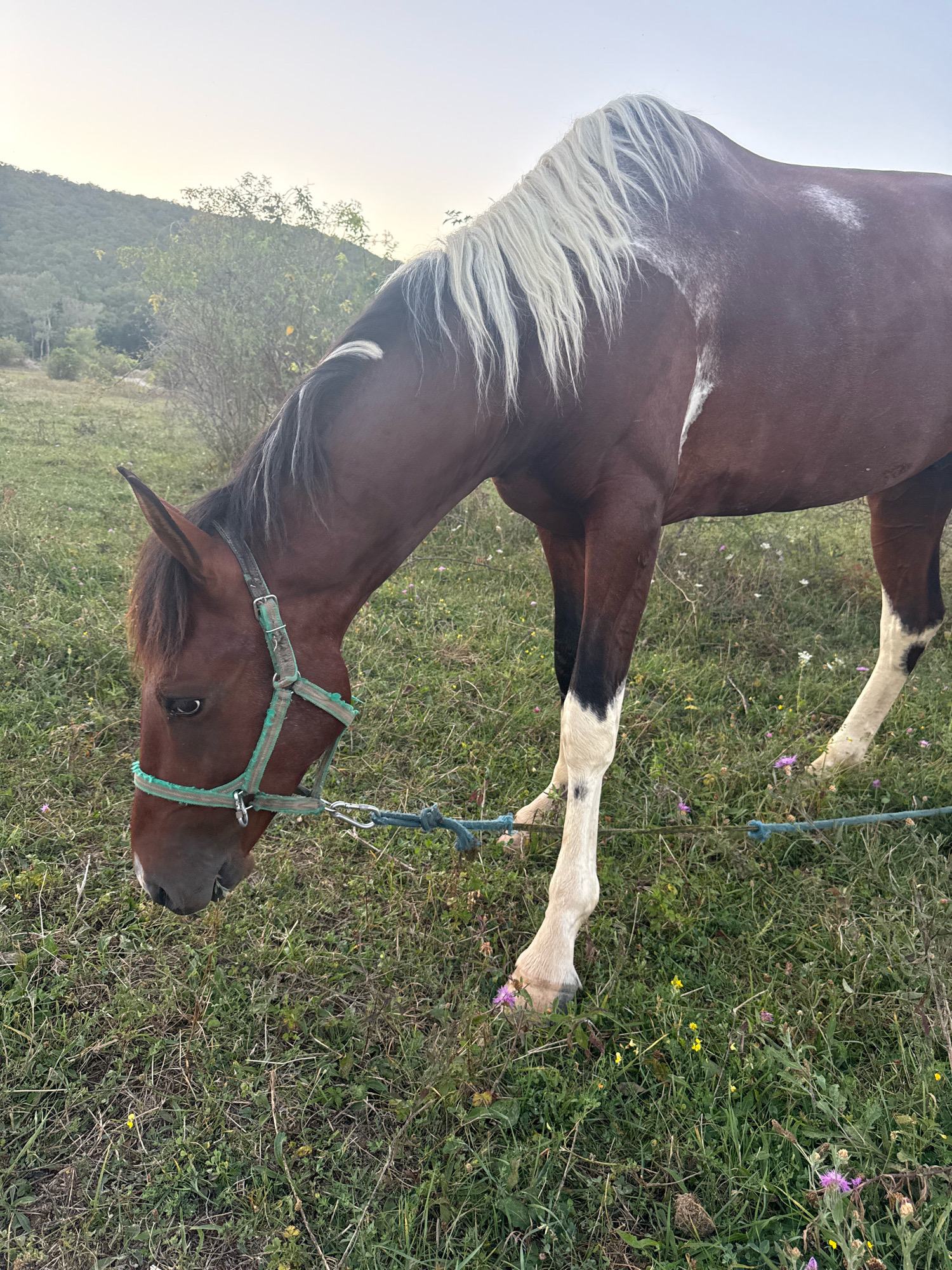 A brown horse with a white mane grazes in a grassy field under a pale sky, with a blurred, green-covered hill in the background. The horse is wearing a green halter and is tethered by a blue rope. The field contains scattered small purple and yellow wildflowers. The location is Tenginka, Russia.