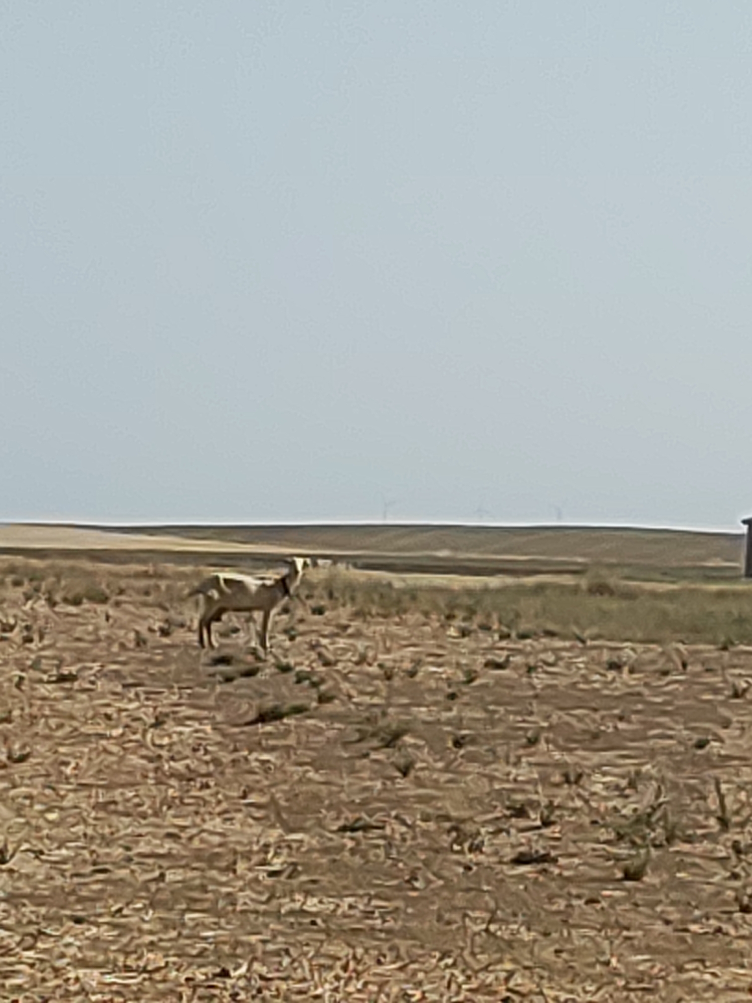 A single goat stands in a dry, barren field under a clear sky. The goat is light brown with dark markings around its eyes and on its legs. Its head is turned to the right, and it appears to be looking towards the viewer. In the distance, there are windmills and a small building. The field is covered in dry grass and dirt, with some scattered rocks and vegetation. The sky is a pale blue, and there are no clouds visible. The overall impression is one of a remote and dry landscape.