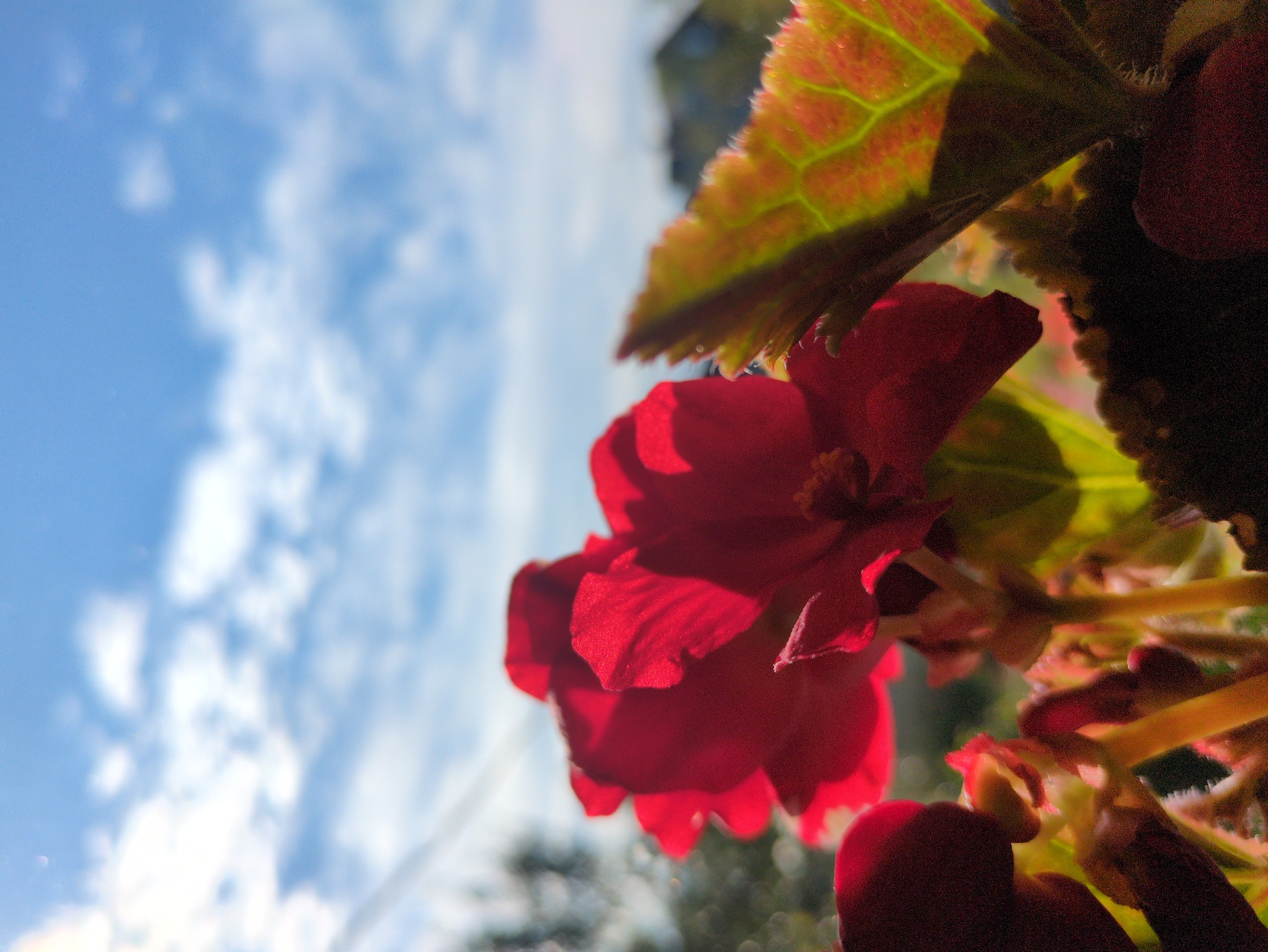 The image shows a close-up, low-angle view of red begonia flowers and leaves against a bright blue sky with scattered white clouds. The flowers are the primary focus, with some appearing in sharp detail while others are blurred. A single leaf with prominent green veins and tinged with red is visible in the foreground, to the right of the flowers. The background is a blurred expanse of sky, suggesting the photo was taken outdoors. There are no people or man-made structures visible within the frame. The scene appears to be a natural setting, possibly a garden or a potted plant on a balcony, with the sky indicating it is daytime. There is no information within the image that can be used to determine the specific location in Kulebaki, Russia.