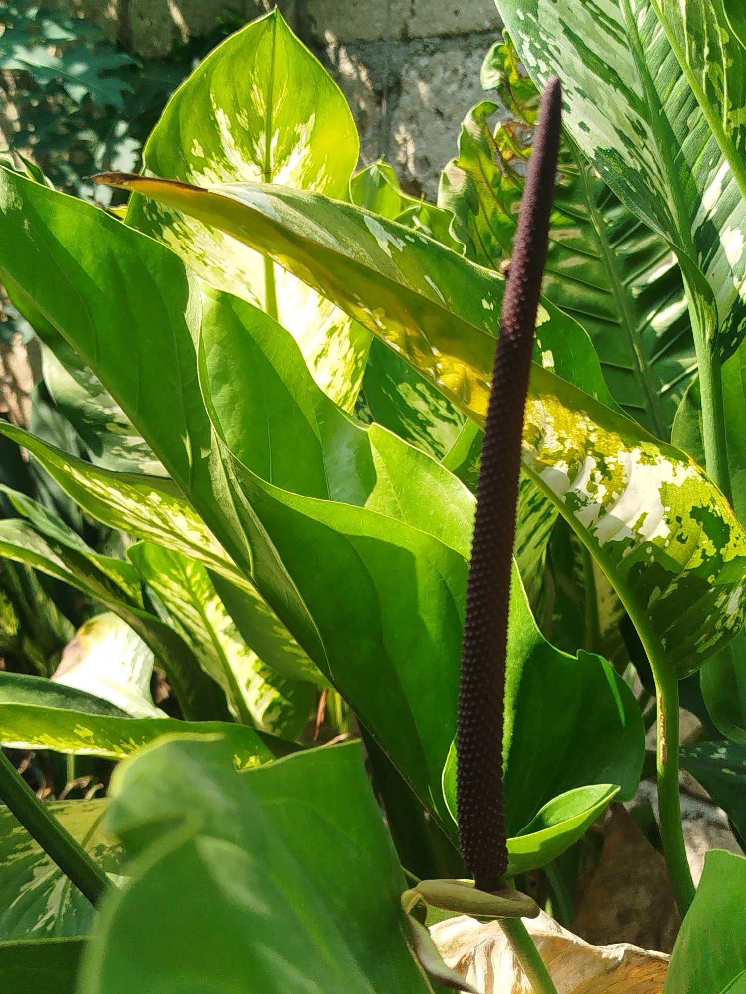 This is a close-up, eye-level, outdoor, natural light photograph of a dark purple, elongated flower spadix emerging from lush green foliage, likely in the city of Depok, Indonesia. The spadix is positioned slightly right of center and stands upright against a backdrop of large, glossy green leaves. Some of these leaves exhibit variegation with patches of yellow and white. The plant appears to be a type of anthurium, known for its distinctive spadix and spathe (though the spathe is not clearly visible). The background is softly blurred, suggesting a shallow depth of field, with hints of a brick wall and other greenery. The image captures the textural details of the plant, with the bumpy surface of the spadix and the smooth, veined texture of the leaves. The lighting creates dappled shadows and highlights, emphasizing the vibrant green of the plant.