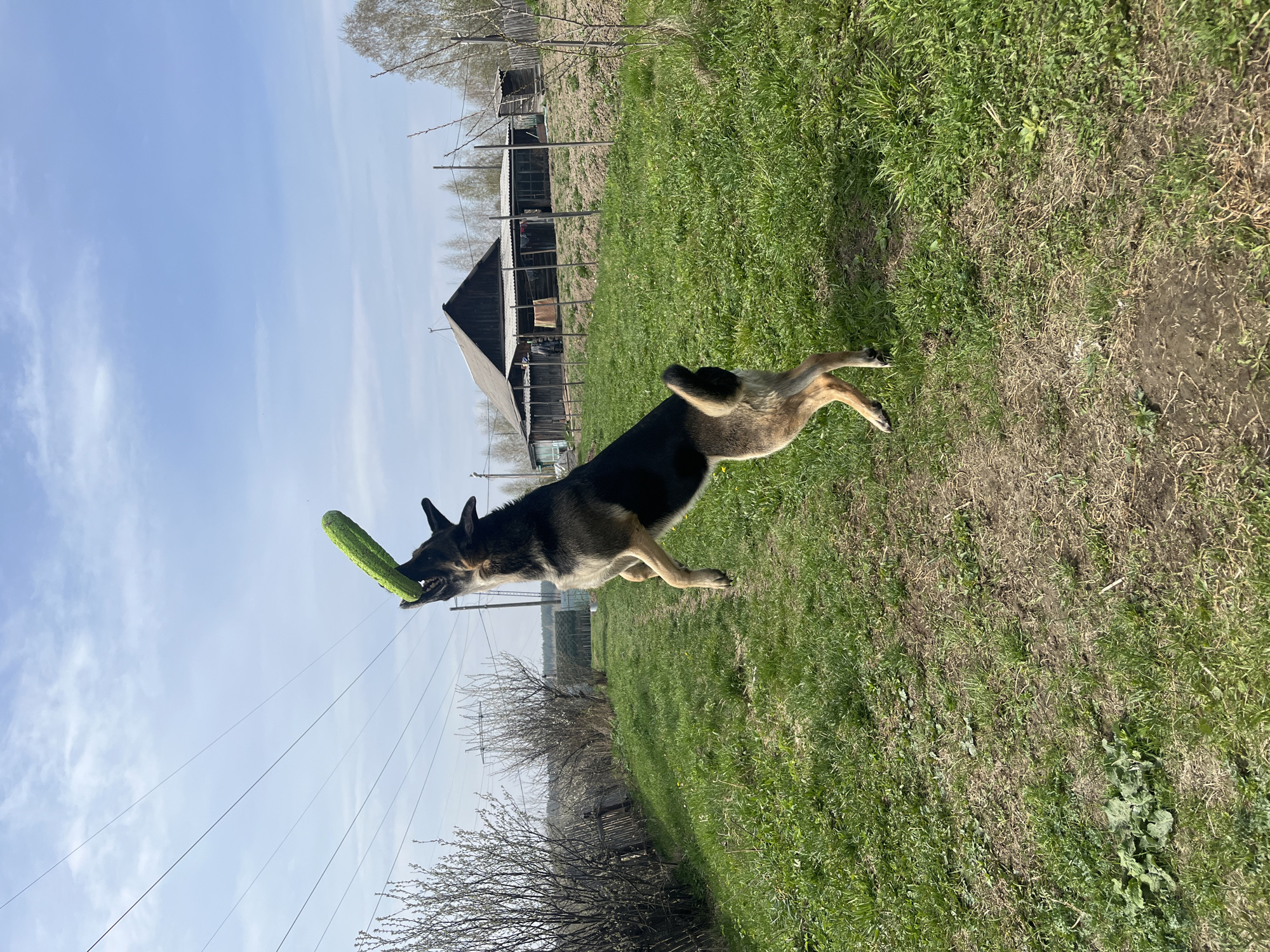 A German Shepherd dog is caught mid-air, leaping across a grassy yard with a green toy or object in its mouth. The dog's coat is predominantly black and tan, typical of the breed. In the background, there's a rural landscape with wooden structures resembling farm buildings or sheds. Overhead, power lines are visible against a blue sky with some clouds. The image appears to be taken in a rural area or on the outskirts of a town. There's no specific information in the image to confirm the location is Nizhny Tagil, Russia, but it is likely the case based on the request.