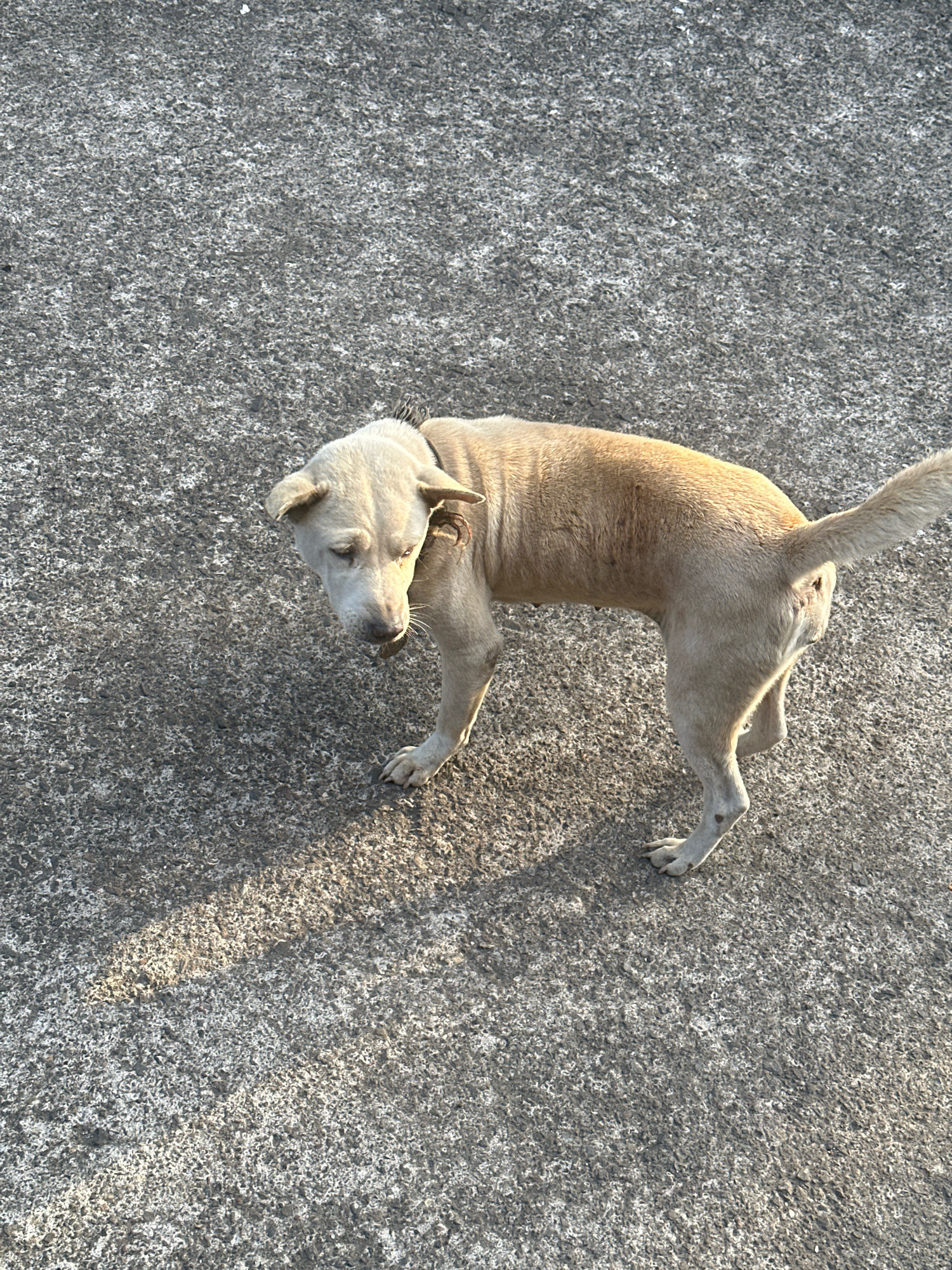 An adult, light-colored dog stands on a rough, gray concrete surface. The dog is facing left, with its head bowed and looking downwards. Its tail is held upright and curved. Sunlight casts a shadow of the dog onto the concrete to its left. The background is entirely composed of the textured concrete.