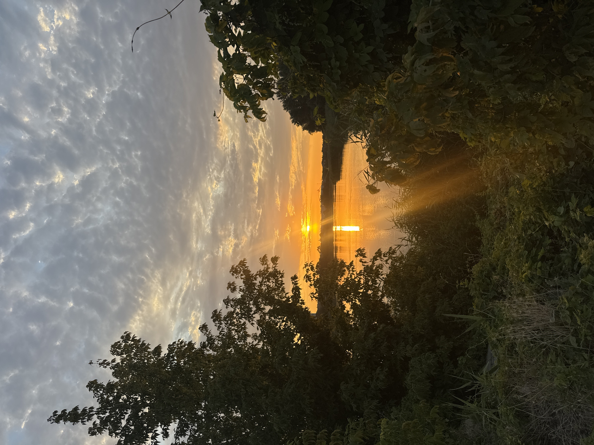 The image depicts a sunset over a body of water, likely the Don River in Rostov-on-Don, Russia. The sun is low on the horizon, casting a golden glow across the water and creating a reflection. The sky is filled with scattered clouds, some of which are illuminated by the setting sun. The foreground is dominated by lush green vegetation, including trees and tall grasses, which frame the view of the river and the sunset. The overall impression is one of natural beauty and tranquility. There are no people or visible structures in the image.