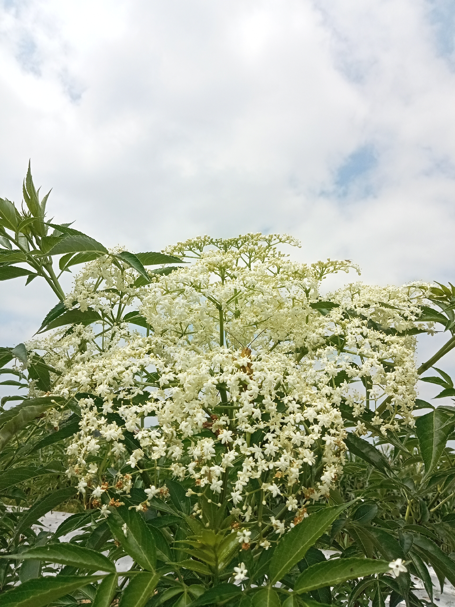 A cluster of small white flowers on a plant with green leaves is displayed against a sky filled with white and light blue clouds. The plant is positioned in the foreground, with its leaves and flowers taking up most of the frame. The background shows a sky that is partially overcast. The image was taken outdoors, possibly in a garden or natural setting. There are no people or animals visible in the image. The location of Pancurwening, Indonesia is mentioned, but there are no visual cues in the image that specifically identify this location.
