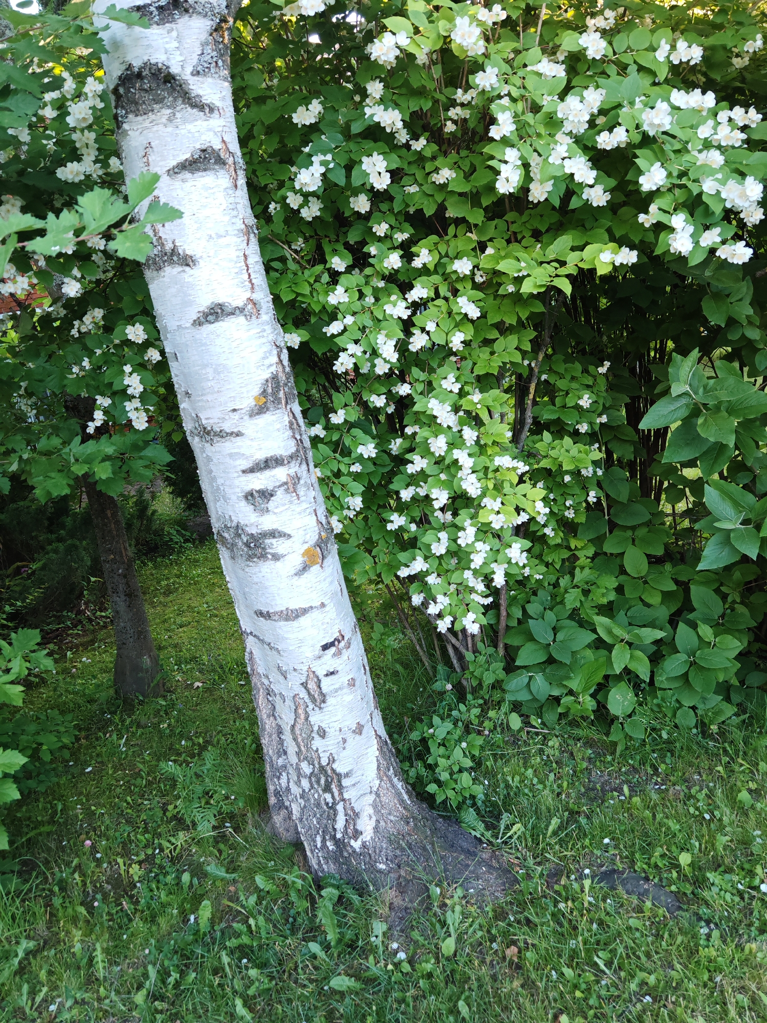 The image depicts a natural scene in the city of Rosinka, Russia. In the foreground, a white birch tree trunk is prominent, leaning slightly to the right. Its bark is characterized by dark, horizontal markings and some yellow lichen. The tree is situated on a bed of green grass, which is interspersed with fallen white petals, suggesting the presence of flowering plants nearby.
Behind the birch tree, a dense bush is covered with numerous small, white flowers and vibrant green leaves. This flowering bush occupies the middle ground of the image. To the left of the birch tree, a darker, rough-barked tree trunk is partially visible, adding depth to the scene. Further in the background, more lush green foliage and shadows are apparent, indicating a dense wooded or garden area. The lighting suggests it is daytime, with sunlight filtering through the leaves. There are no people or animals visible in the image.