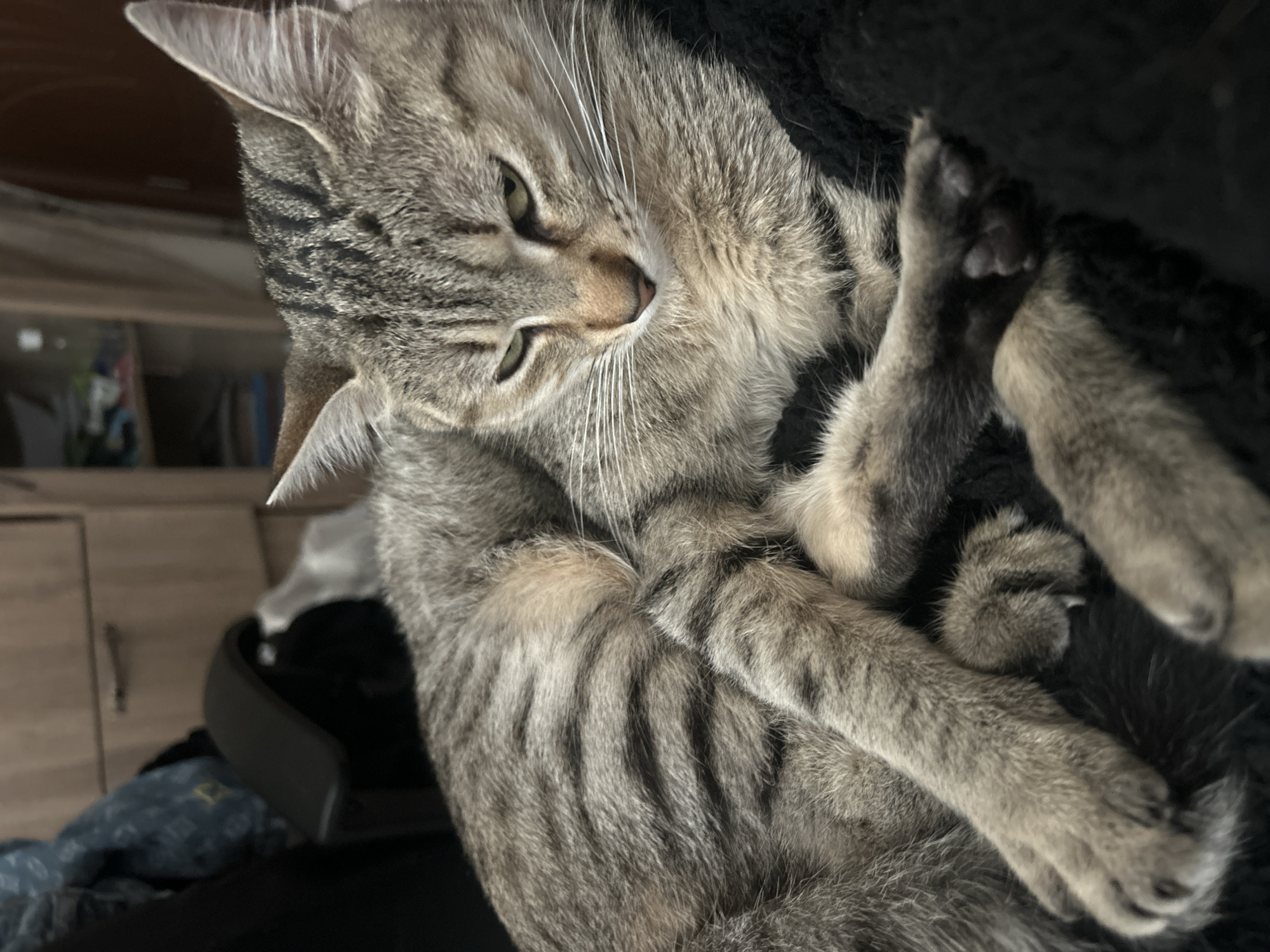 A tabby cat is laying down with its paws crossed in front of it. The cat is gray with black stripes. It is laying on a black surface. The background is blurry and out of focus. The image was taken indoors. There is no discernible information to indicate the location is Burgas, Bulgaria.