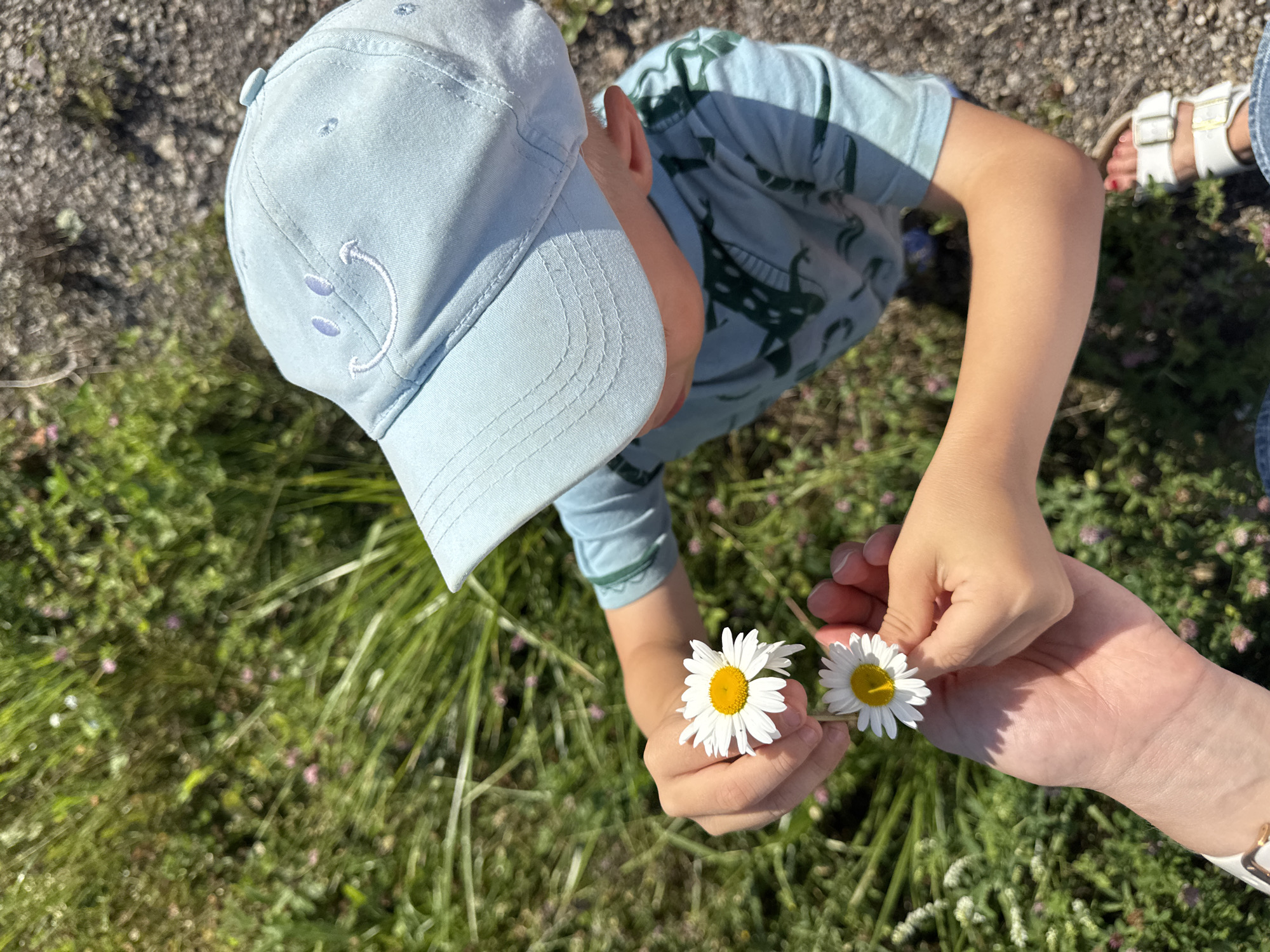 An outdoor, overhead shot shows a child wearing a light blue baseball cap with a stitched smiley face and a light blue t-shirt with green dinosaur graphics. The child is holding two white daisies with yellow centers. The child's hands are in focus, while the background of green grass and grey gravel is blurred. The image does not contain any specific landmarks or indicators that would allow for precise localization within Rezekne, Latvia.