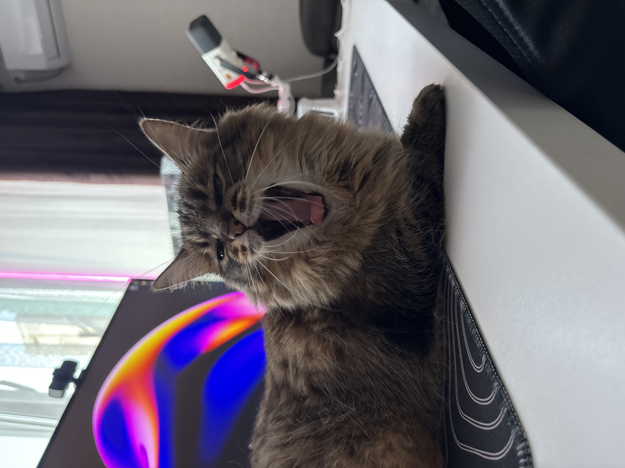 A fluffy, brown tabby cat is captured mid-yawn, its mouth wide open, revealing its tongue and teeth. The cat is lying on a white desk, resting its front paws on a black mousepad with a white circular design. In the background, a computer monitor displays a vibrant, abstract image with pink, orange, and blue hues. To the right of the cat, a white microphone with red lighting is mounted on a stand. The scene appears to be indoors, likely a home office or gaming setup. No specific location in Babruysk, Belarus, can be determined from the image.