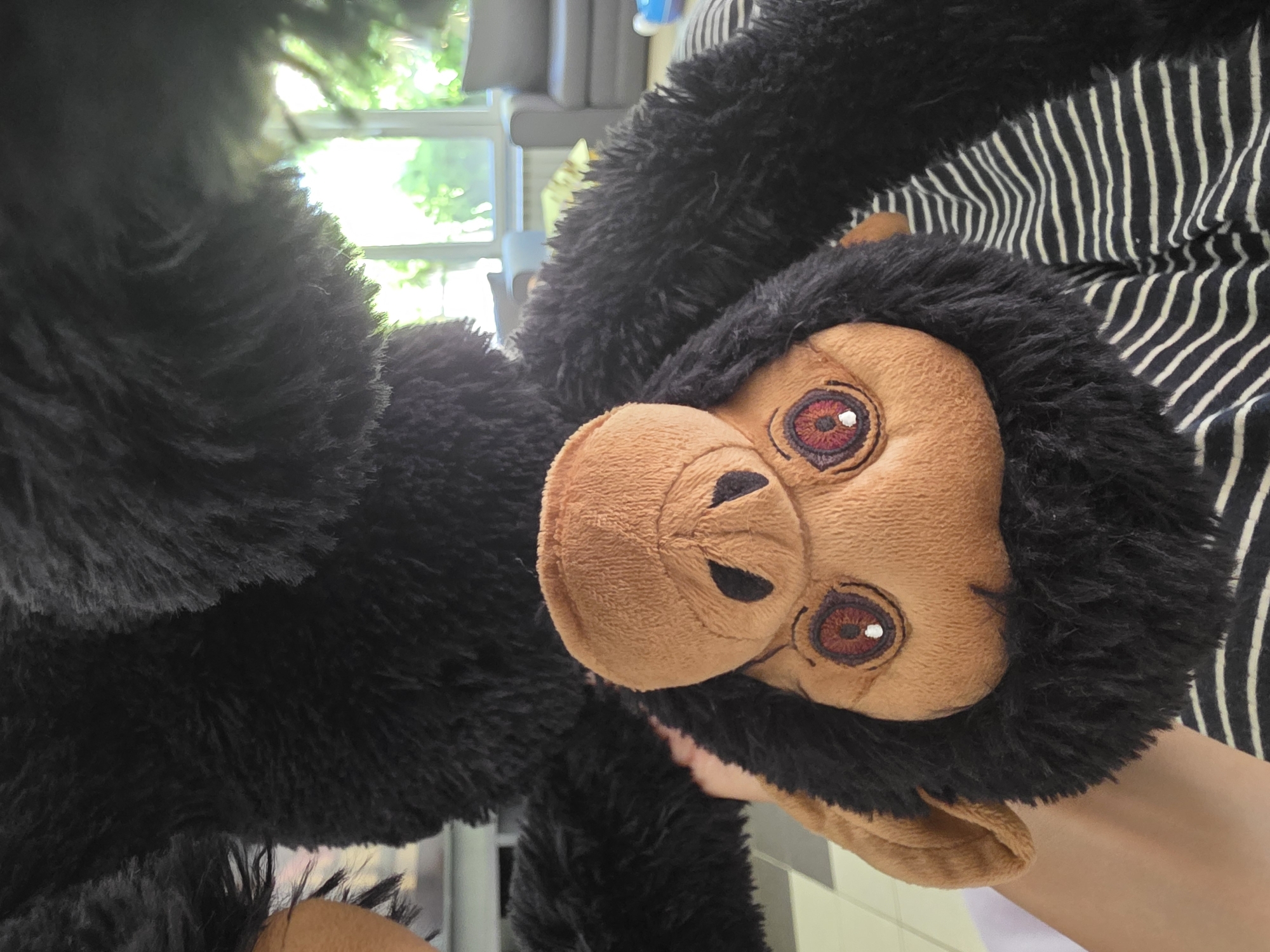 A person is holding an upside-down stuffed monkey, likely a gorilla, with brown fur on its face and black fur on its body. The monkey's eyes are large and red with black pupils. The person's arm and hand are visible, along with the striped fabric of their clothing. The background shows a living room area with large windows that offer a view of green trees and foliage. There are also some dark-colored furniture pieces visible. The scene is lit by natural daylight streaming in through the windows. The location is identified as Voluntari, Romania, specifically within a residential setting.