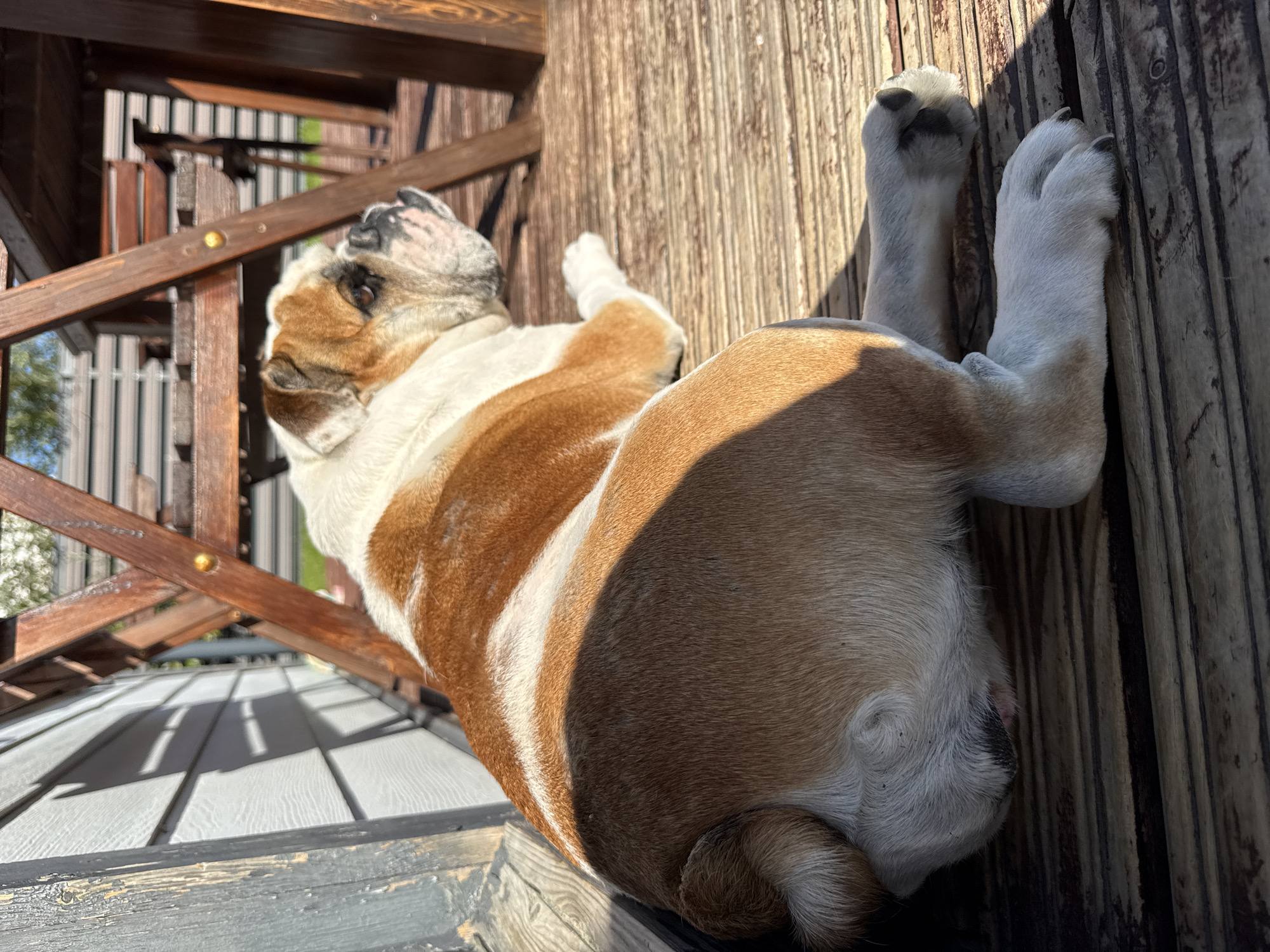 An English Bulldog with white and tan markings lies on a wooden deck. The dog is viewed from the rear, with its head turned to the right, looking away from the camera. In the background, a wooden table and chairs are visible, along with the side of a building. Shadows from the table and building fall across the deck and the dog. The scene appears to be outdoors in a residential area.