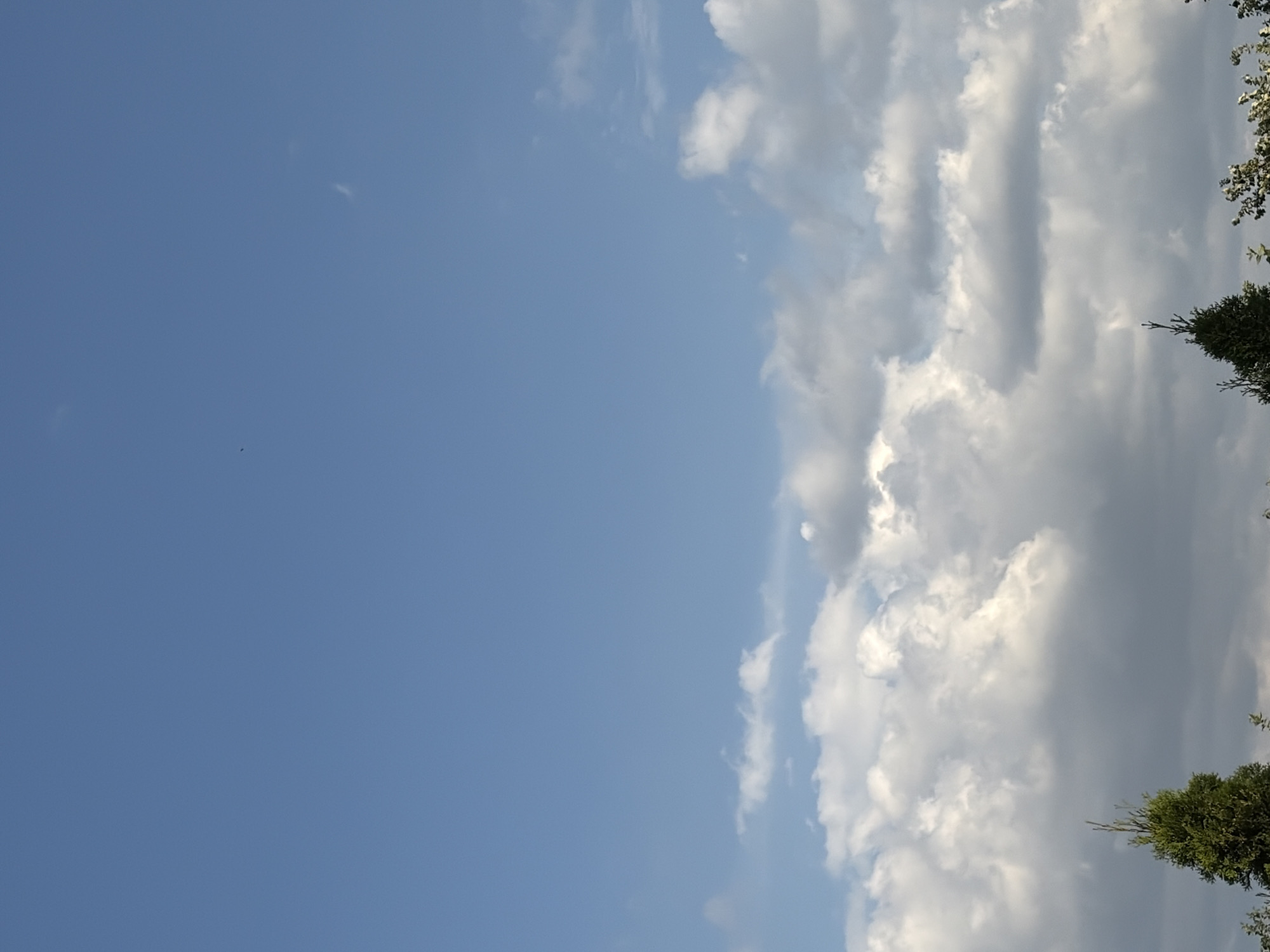The image depicts a clear blue sky with scattered white cumulus clouds, particularly concentrated towards the bottom third of the frame. A few wispy cirrus clouds are visible higher up. In the foreground, the tops of several evergreen trees are visible, with one prominent conifer tree on the left. The scene is bathed in natural daylight, suggesting an outdoor setting, likely in Oxentea, Moldova, given the context provided. There are no people or discernible actions taking place within the frame. The overall impression is of a bright, slightly cloudy day.