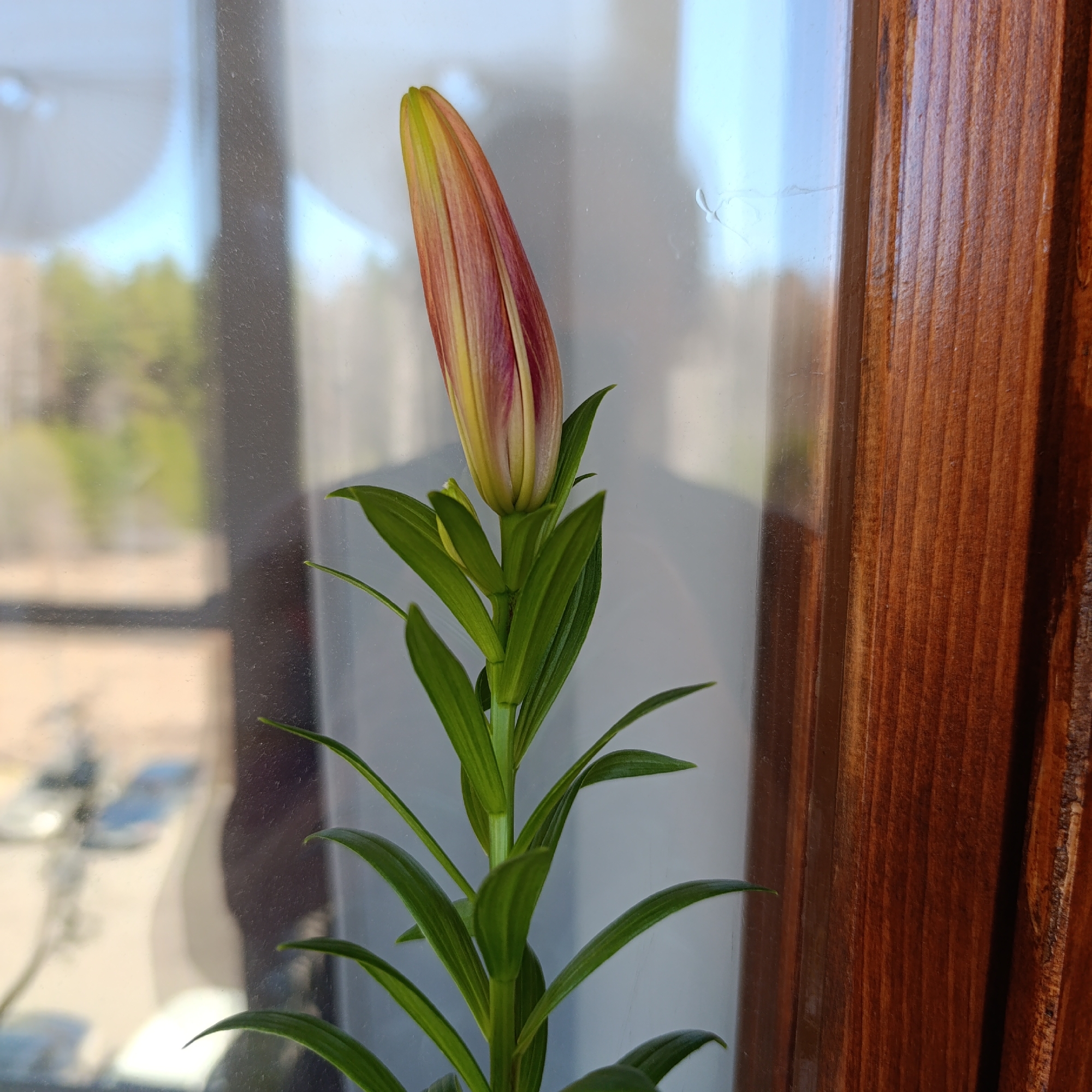 A close-up indoor shot shows a lily bud with green leaves standing in front of a window with a dark wood frame. The lily bud is long and pointed, with a mix of pink, yellow, and light brown colors. The leaves are green and arranged along the stem. The window is slightly dirty. The background is blurry, revealing a hint of an outdoor scene with buildings and vegetation. The image location is unavailable.