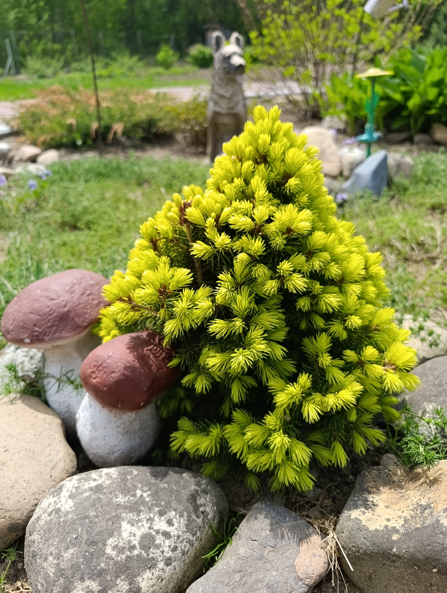 A garden scene in Birobidzhan, Russia, features a bright yellow dwarf Alberta spruce tree surrounded by rocks and two brown-capped mushroom garden ornaments. Behind the tree, a statue of a dog stands in a garden setting with grass and other plants. The sky is visible in the background.