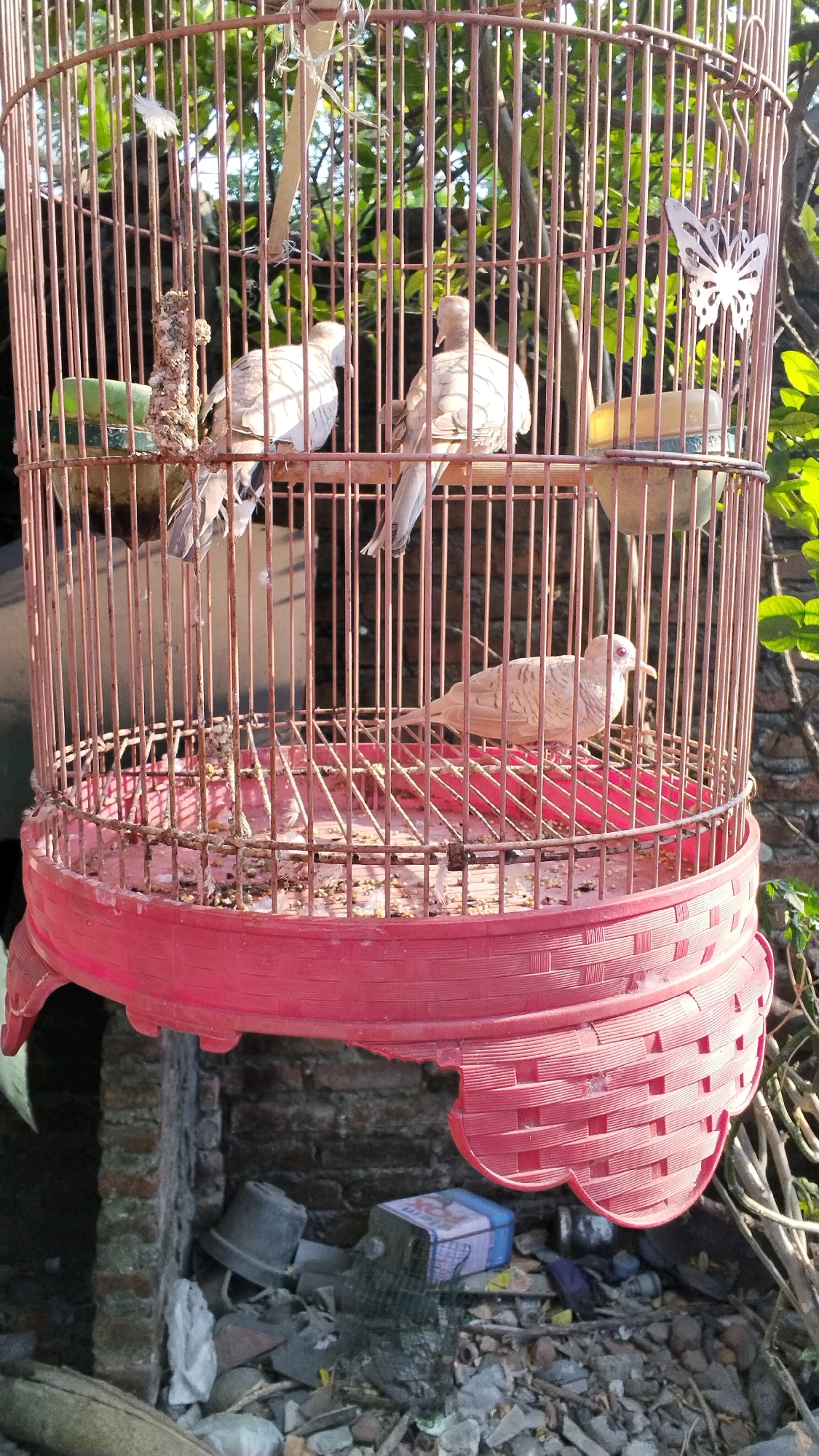 The image shows a close-up of a bird cage, likely located in Penompo, Indonesia. The cage is made of metal bars and has a bright red base. Inside the cage are three birds, possibly doves or pigeons, with light brown and white plumage. They are perched on wooden dowels. Scattered on the cage floor are seeds and debris. In the background, blurred foliage and a brick wall are visible, suggesting an outdoor setting. The bottom of the image shows a cluttered ground area with rocks, debris, a plastic container, and some gardening tools. The lighting indicates it is daytime, with sunlight casting shadows.