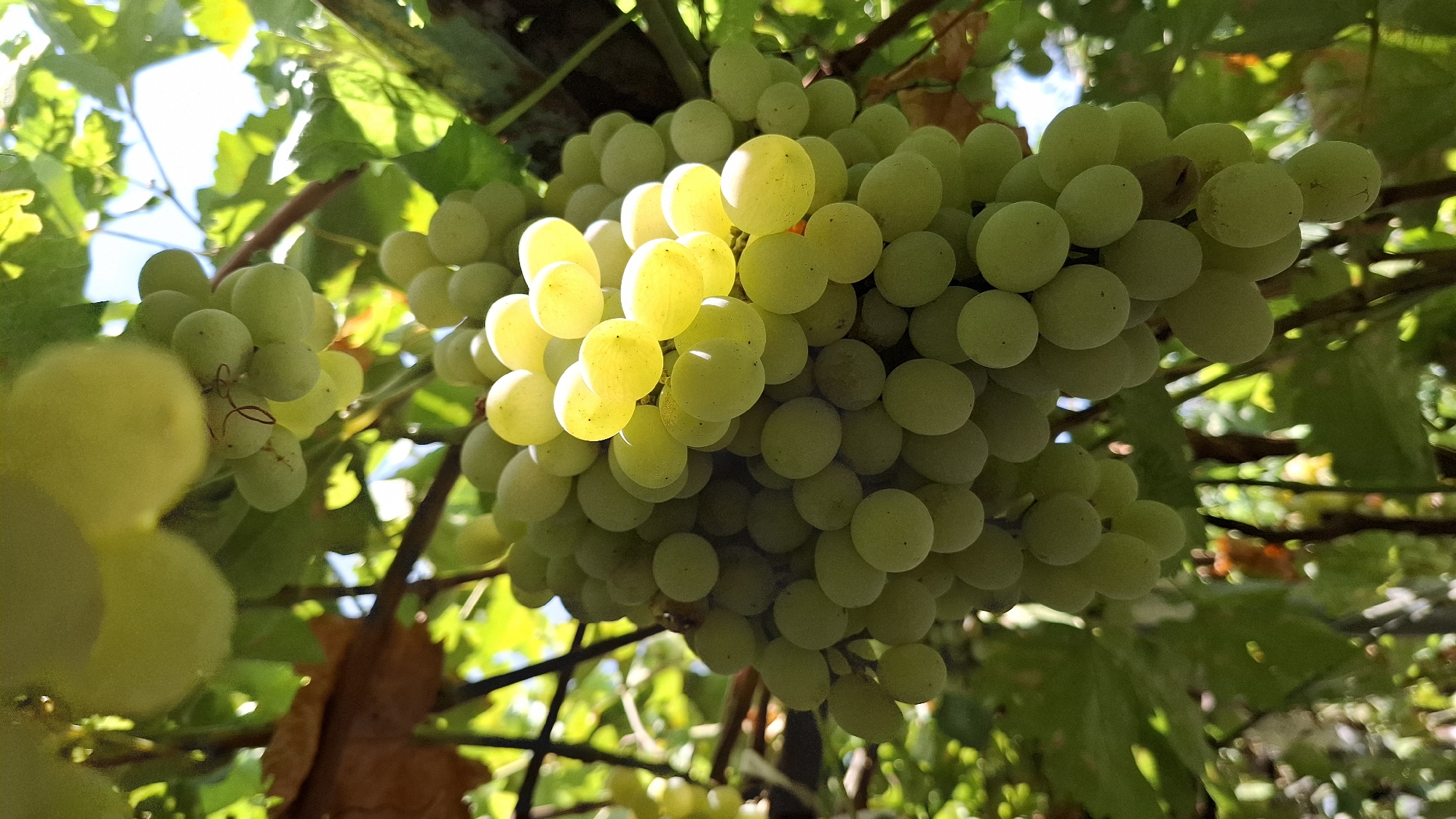 A close-up, low-angle shot captures a cluster of ripe green grapes hanging from a vine, illuminated by the bright sunlight filtering through the leaves. The grapes are plump and spherical, with some appearing almost translucent where the light passes through them. The vine's branches and lush green leaves form a natural backdrop, with dappled sunlight creating highlights and shadows throughout the scene. The image is set in Шұбарсу, Kazakhstan, suggesting an agricultural or vineyard setting within the city. The focus is entirely on the grapes and their natural surroundings, with no people or specific structures visible.