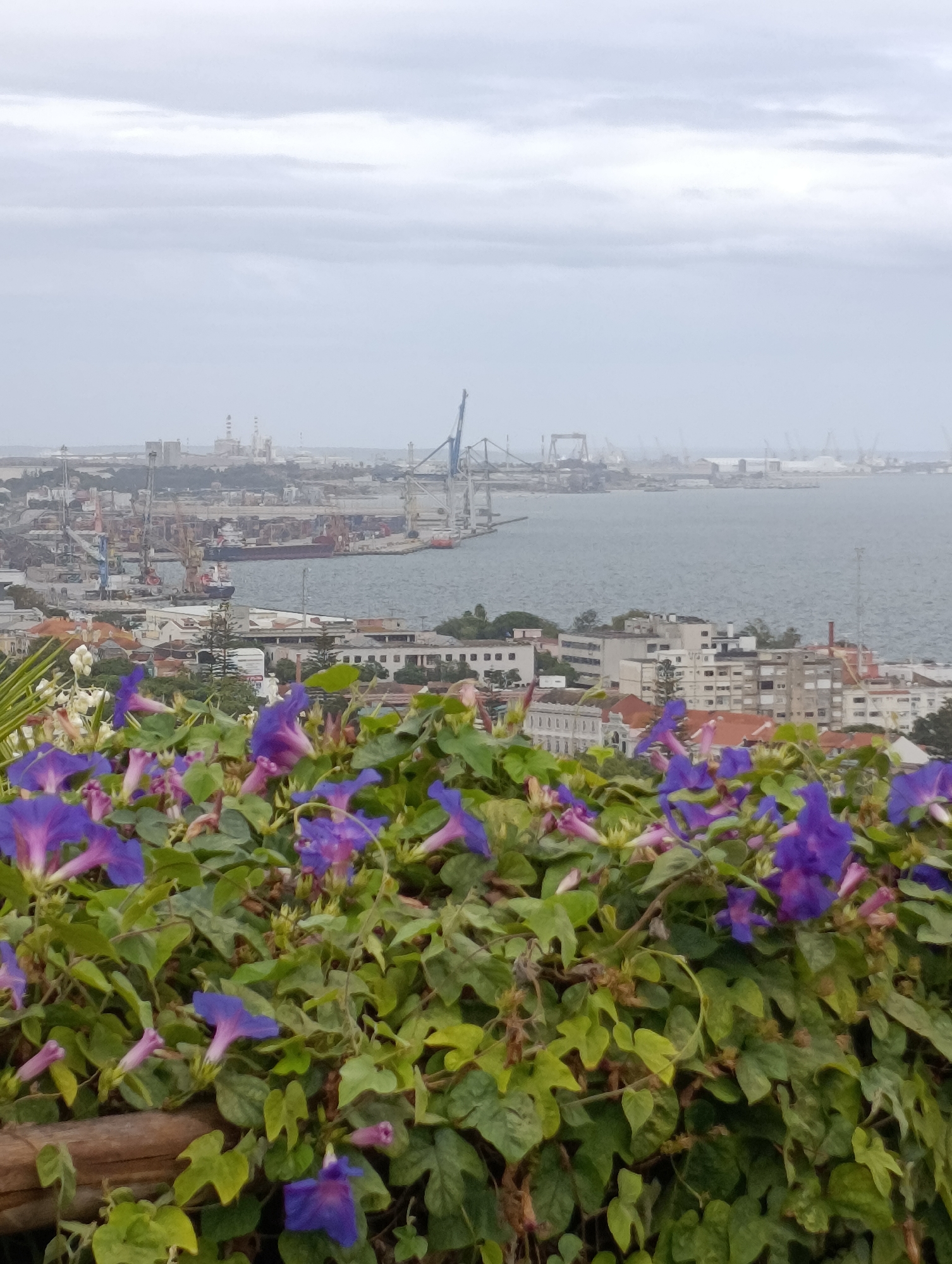 The image captures a panoramic view of the port city of Setúbal, Portugal, with a foreground of vibrant purple morning glory flowers and lush green foliage. In the background, the expansive harbor is dotted with various ships, cargo cranes, and industrial structures, indicative of a busy port. Beyond the industrial area, a dense urban landscape with buildings of varying architectural styles stretches towards the horizon, under a cloudy sky. The scene is dominated by the contrast between the delicate beauty of the flowers and the robust industrial and urban setting. The location appears to be an elevated viewpoint overlooking the city and its port.