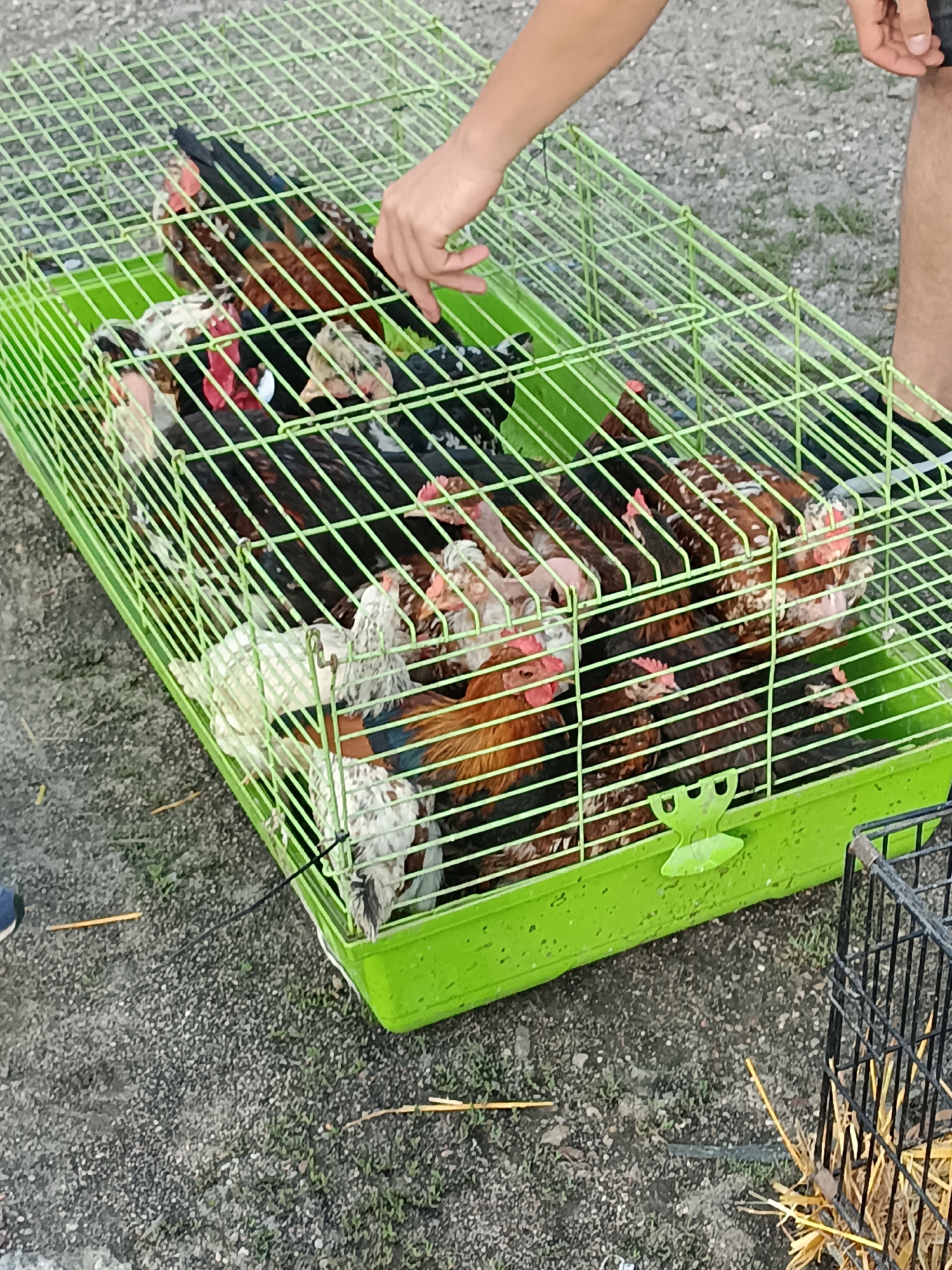 In Łosice, Poland, a person's hand reaches into a bright green wire cage filled with several chickens. The chickens are a mix of brown and white, with some showing red combs. The cage sits on a gravel surface, with dried grass and straw scattered around. To the right, a portion of a black wire crate is visible, also containing straw. The scene appears to be outdoors.
