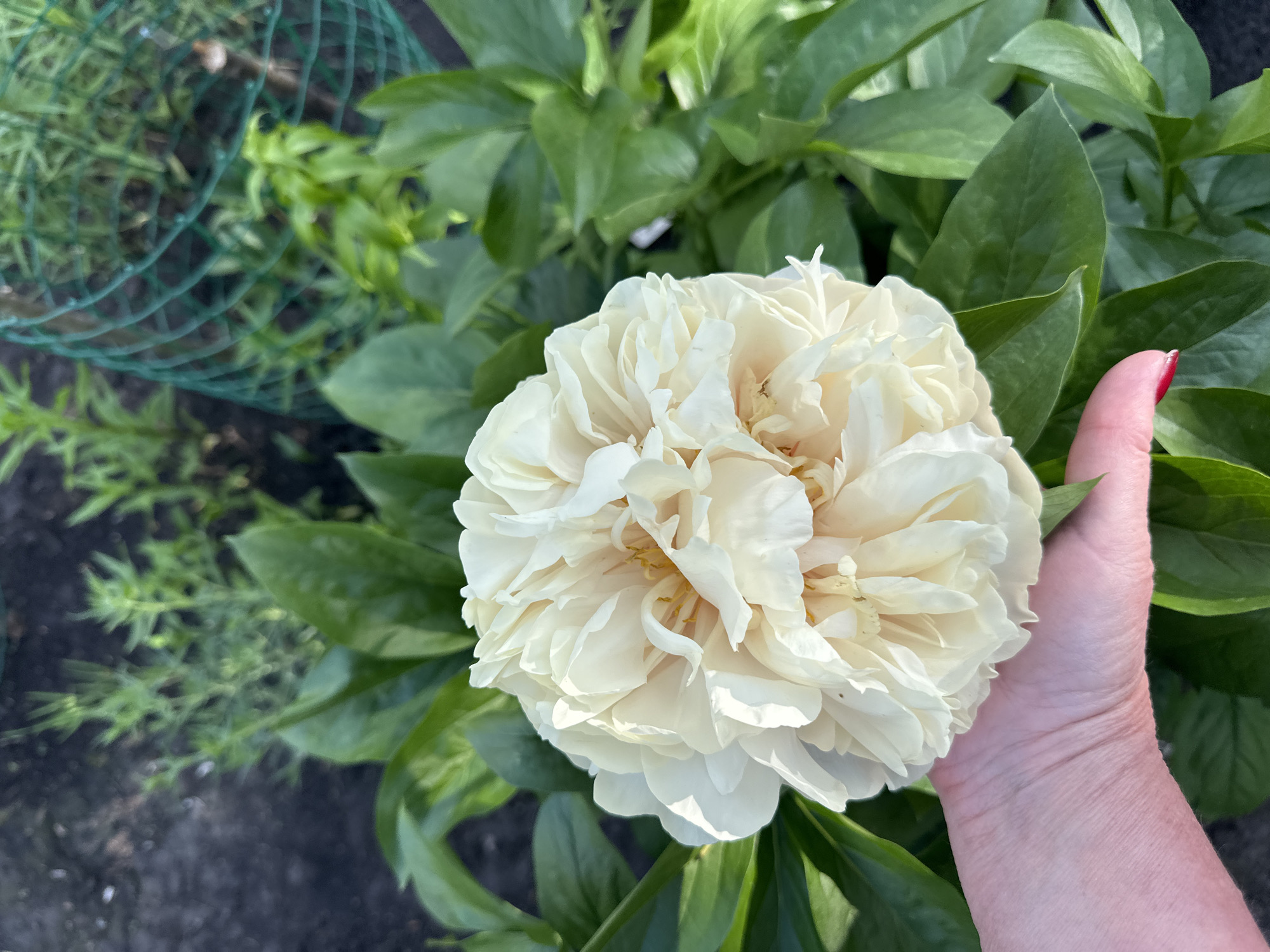 A close-up shot displays a large, cream-colored peony blossom held in a person's hand, with the flower as the central focal point. The peony is surrounded by lush green leaves from the plant itself. A green wire support cage is situated in the upper left of the frame. The background consists of dark soil and scattered greenery, possibly other plants in the garden. A portion of the hand is visible, with fingernails painted red. The image was likely taken outdoors during daylight. The location is unknown and not specified in the image.