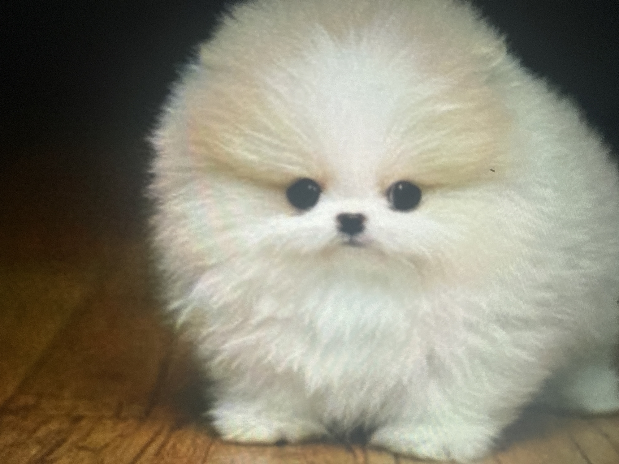 The image shows a very fluffy, light-colored Pomeranian puppy with dark eyes and a small black nose. The puppy is positioned in the center of the frame, facing directly forward. Its fur is a mix of white and light tan, with the tan color more prominent on its head. The background is dark and blurry, with a wooden floor visible at the bottom. There is no indication of the location being in Dykivka, Ukraine, or any urban environment. The scene is a close-up, studio-like portrait of the puppy.