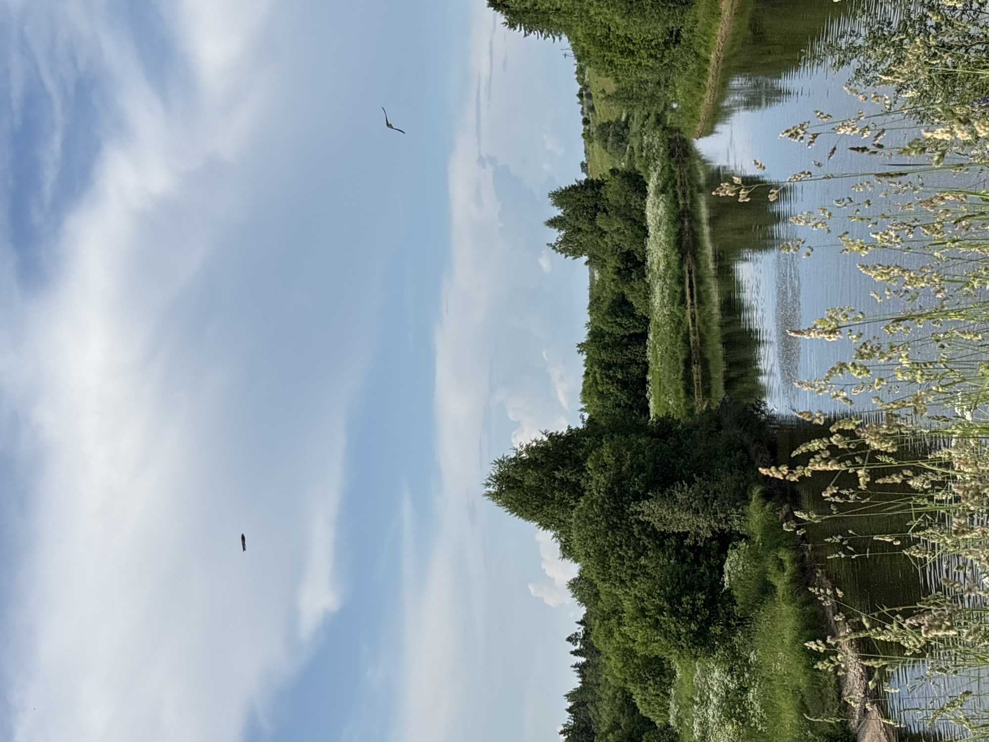The image depicts a serene natural landscape, likely in or near the settlement of Bereznik, Russia, characterized by a winding river flowing through lush greenery. The river, reflecting the sky and surrounding trees, occupies the lower half of the frame. The banks are densely covered with a variety of trees, including coniferous and deciduous types, interspersed with patches of white wildflowers and tall grasses. The sky above is a mix of blue with scattered white clouds, with two distinct dark objects visible: one appearing as a long, slender shape in the upper left, and another in the upper right with wings outstretched, resembling a bird or a kite. The overall impression is one of a tranquil, untouched natural environment.
