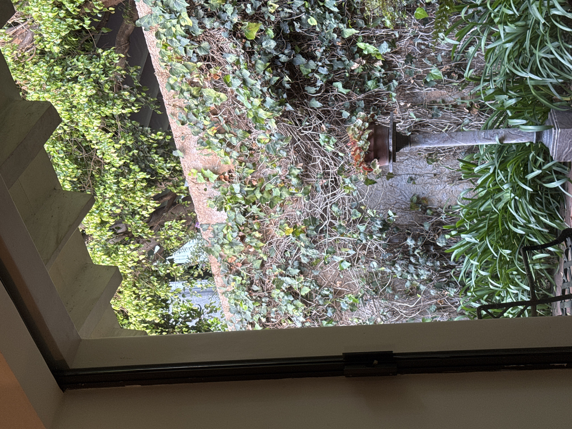 View from a window showing an exterior garden in Mexico City, Mexico. The garden features dense vegetation including ivy, trees, and linear leafy plants. A weathered garden light fixture is situated among the plants. A dark metal window frame is visible in the foreground. The interior wall is painted a light color.
