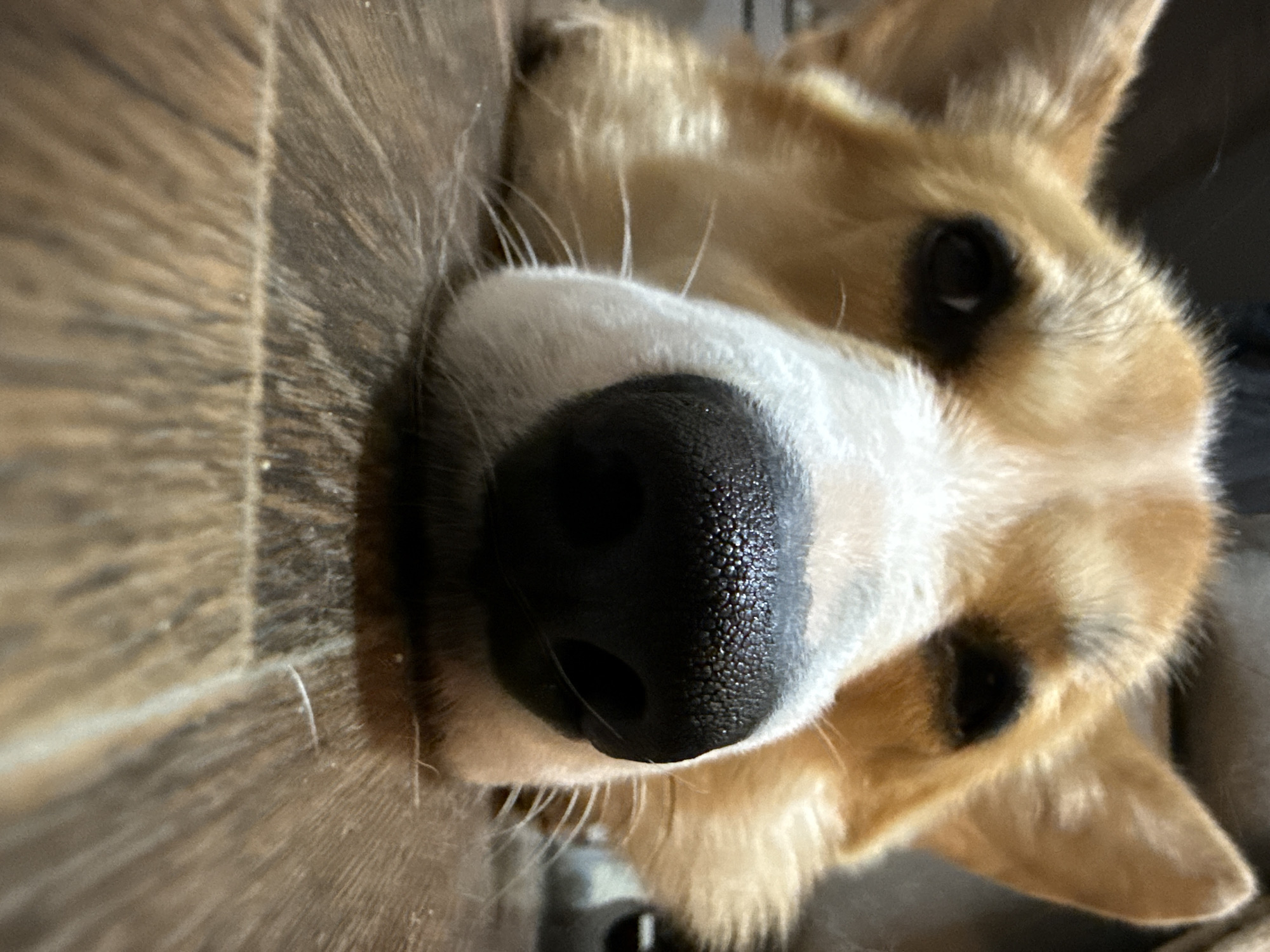 A close-up shot features a corgi dog lying on a wooden floor. The dog's nose is prominently positioned in the foreground. The dog has white and tan fur, with black eyes. The background includes the texture of the wooden floor. There is no indication that this photo was taken in Votkinsk, Russia.
