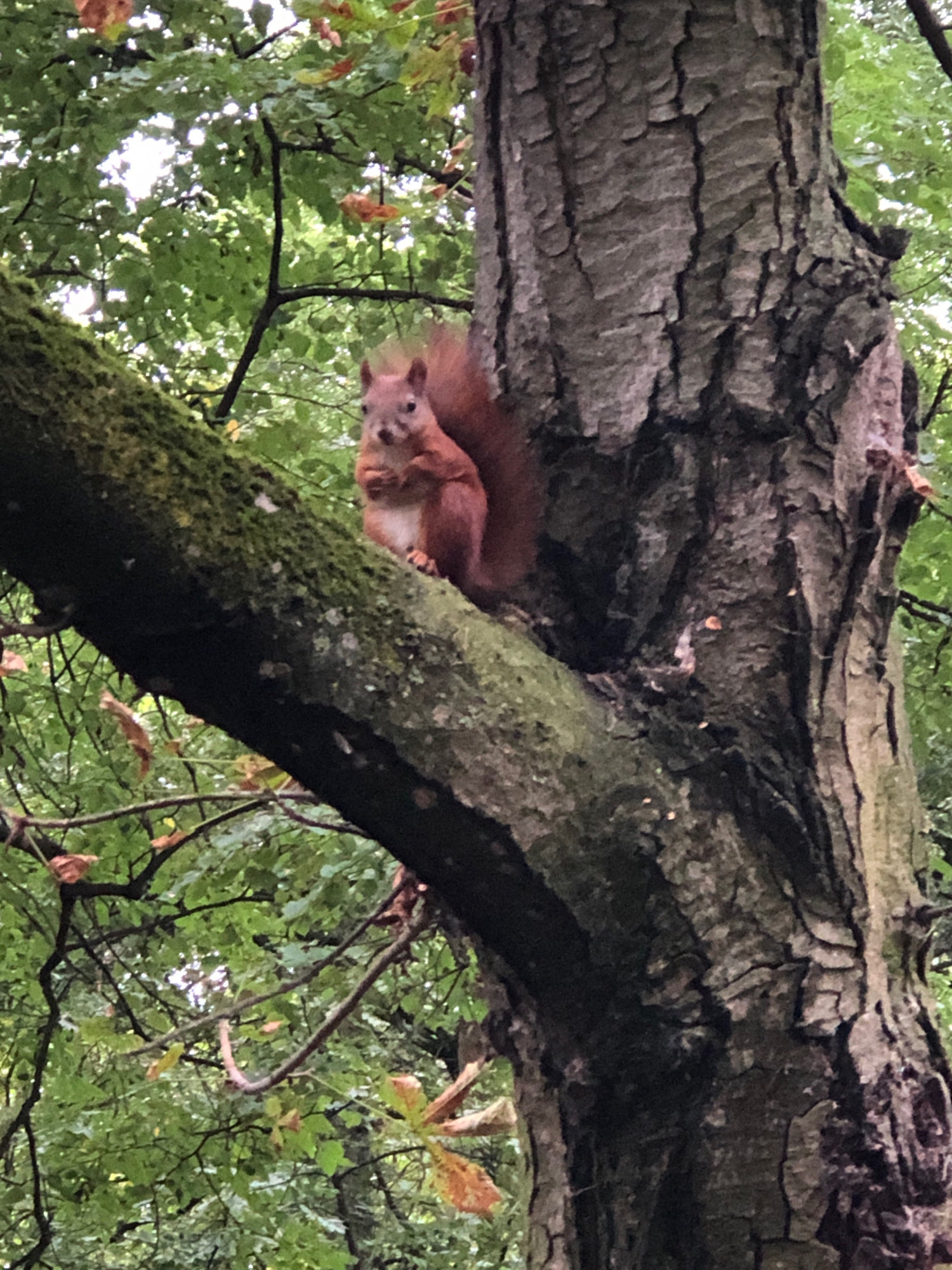 A red squirrel is perched on a moss-covered branch of a large tree. The squirrel is facing the camera, holding something in its paws. The tree trunk is rough and textured, with visible bark patterns. The background is filled with lush green leaves and some scattered brown leaves, suggesting an outdoor, natural setting. The lighting is soft, indicating it might be overcast or late in the day. There is no visible indication of the location being in Lviv, Ukraine.