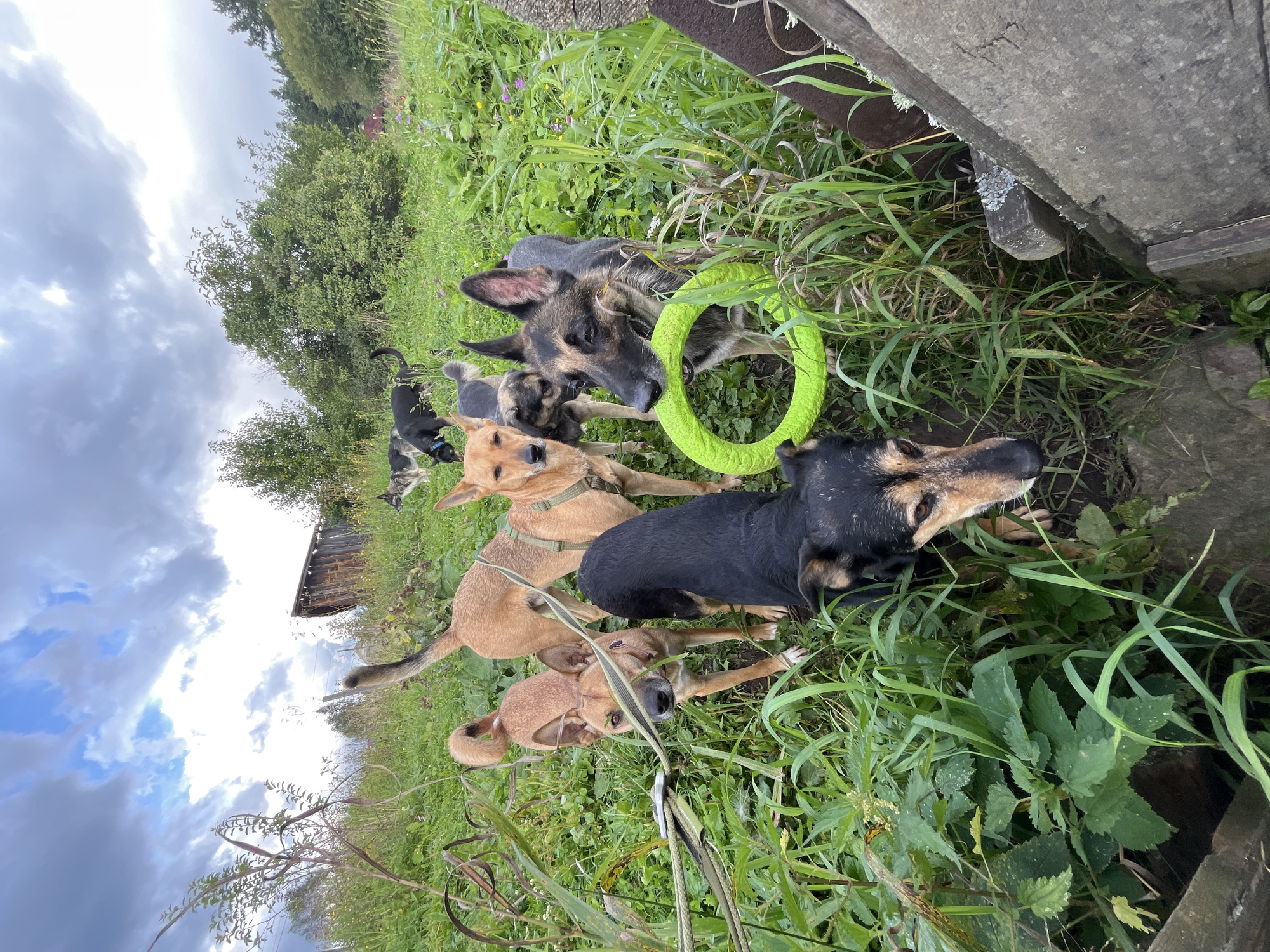 A group of six dogs are gathered in a grassy, overgrown field. The dogs are of various breeds and sizes, with some appearing to be German Shepherds. One dog in the foreground is black and tan and is looking down at the camera. Another dog, a tan German Shepherd, is holding a bright green ring in its mouth. The background features a wooden structure, trees, and a cloudy sky. The overall impression is that of a dog park or an outdoor area where dogs are allowed to play. The specific location in Nizhny Tagil, Russia, is not discernible from the image itself.