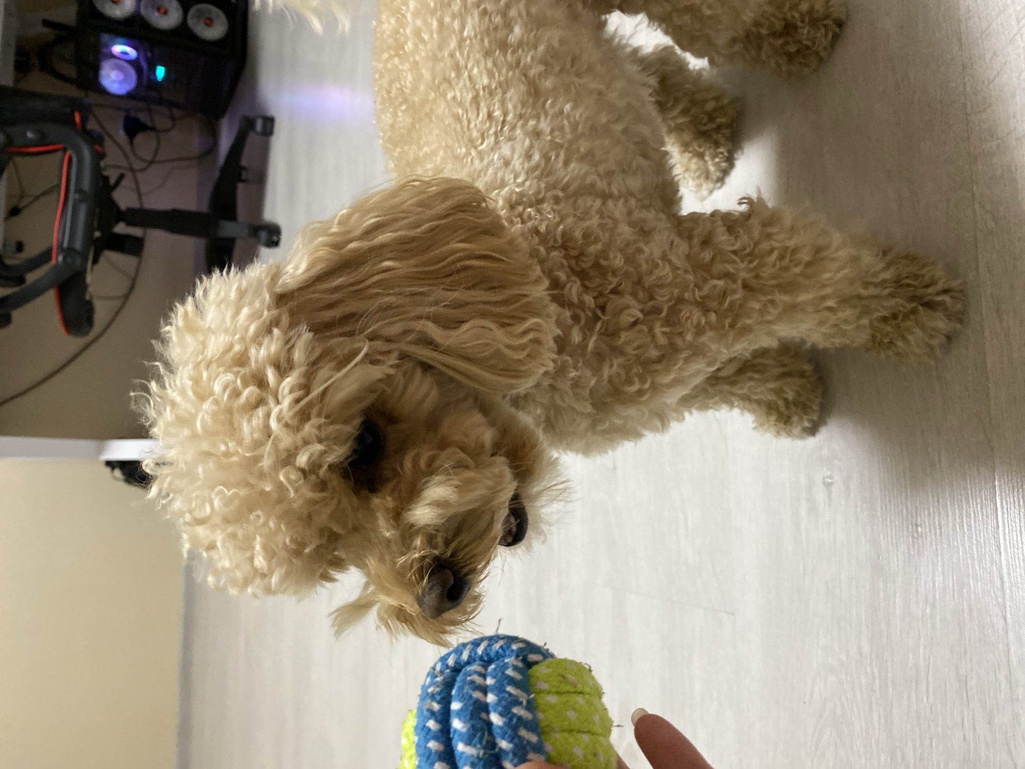 A light brown poodle is in the foreground, facing left, with its mouth slightly open as if panting. A person's finger is visible on the left, holding a blue and green rope toy near the dog's nose. The dog is standing on a light-colored floor. In the background, a black gaming chair and a computer tower with glowing lights are visible. The environment suggests an indoor setting, possibly a home or office. The location is specified as Nikolskoye, Russia.