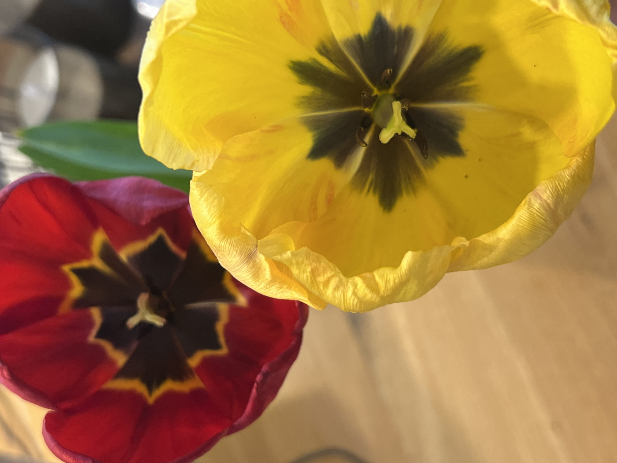 The image presents a close-up, top-down view of two open tulip flowers, captured from an elevated perspective. The prominent flower in the upper right is a vibrant yellow, displaying subtle streaks of orange-red on its petals. Its heart features a distinct, dark, almost black, star-shaped pattern, from which a light green pistil and dark stamens emerge.
Positioned in the lower left, the second tulip is a rich, deep red. Its dark, star-shaped center is outlined by a bright yellow-orange border, with a lighter-colored pistil visible within. Between the two blossoms, a green leaf is partially visible, subtly blurred in the background.
The background itself is soft and out of focus, suggesting an indoor setting with a light-colored surface, possibly a wooden table, and some indistinct, reflective objects in the far top left corner. The lighting is gentle, highlighting the texture and intricate details of the flower petals and their contrasting dark centers. The image focuses on the natural beauty and forms of the blooms, presenting them as a still life. No text is visible.