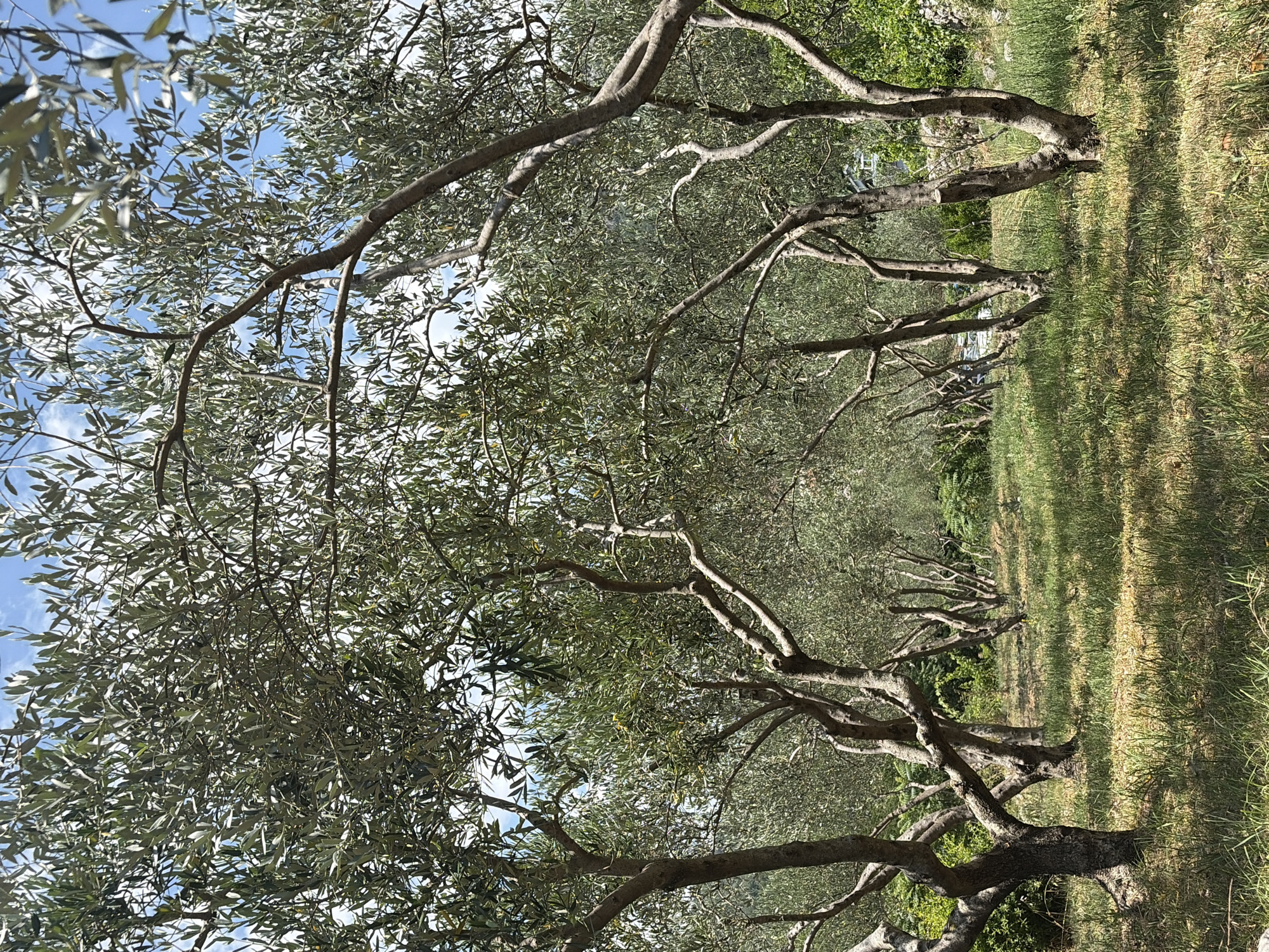 This is a photograph of an olive grove with a path leading through it. The trees are mature with gnarled trunks and branches, and they are covered in green leaves. The ground is covered in dry grass. In the background, there are more trees and a stone wall. The sky is blue with some white clouds. It appears to be a sunny day. The image is taken from a low angle, looking up at the trees. The location is in Budva, Montenegro, likely in the hills overlooking the city and the Adriatic Sea. The scene is serene and natural, with no people or animals visible.