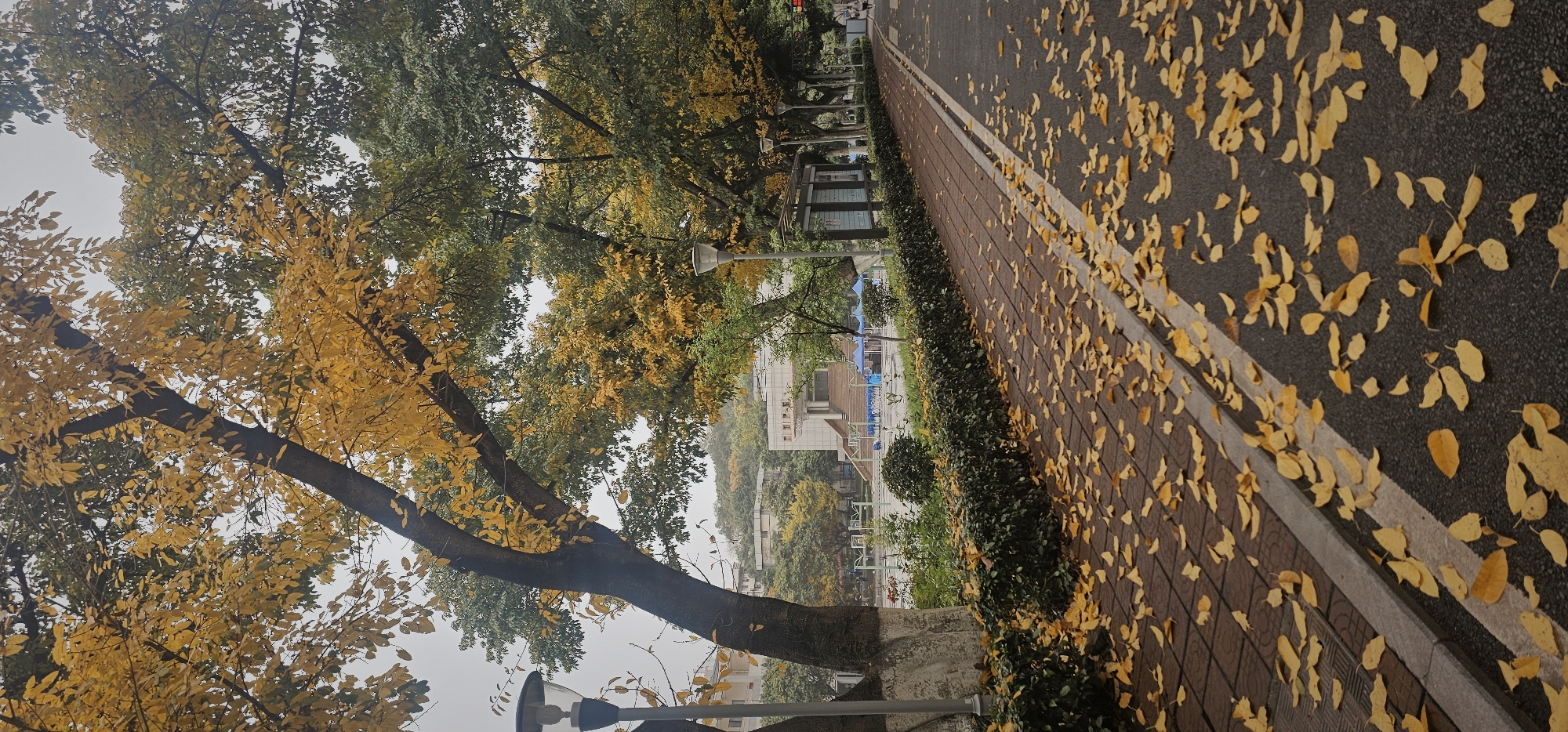The image shows an autumn scene in Yuzhong District, China. Yellow leaves litter a paved path and the adjacent road. Trees with changing foliage line the walkway, with some retaining green leaves and others displaying vibrant yellow hues. A building is visible in the background, partially obscured by the trees. Streetlights are positioned along the path. No people are visible.