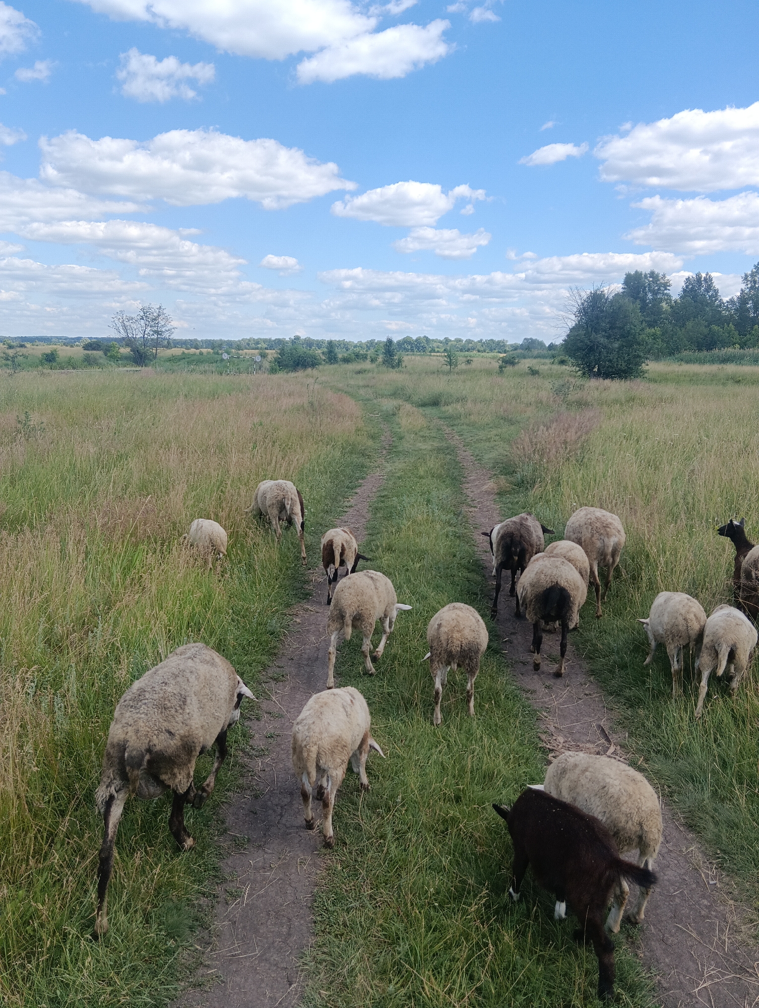 A flock of sheep and a few goats are walking on a dirt path in a grassy field under a blue sky with scattered clouds. The sheep are mostly white and brown, with some dark patches. The goats are dark brown. The path is flanked by tall grass and wild vegetation. In the background, there are trees and hills. The scene appears to be in a rural or semi-rural area, possibly a farm or a pasture.