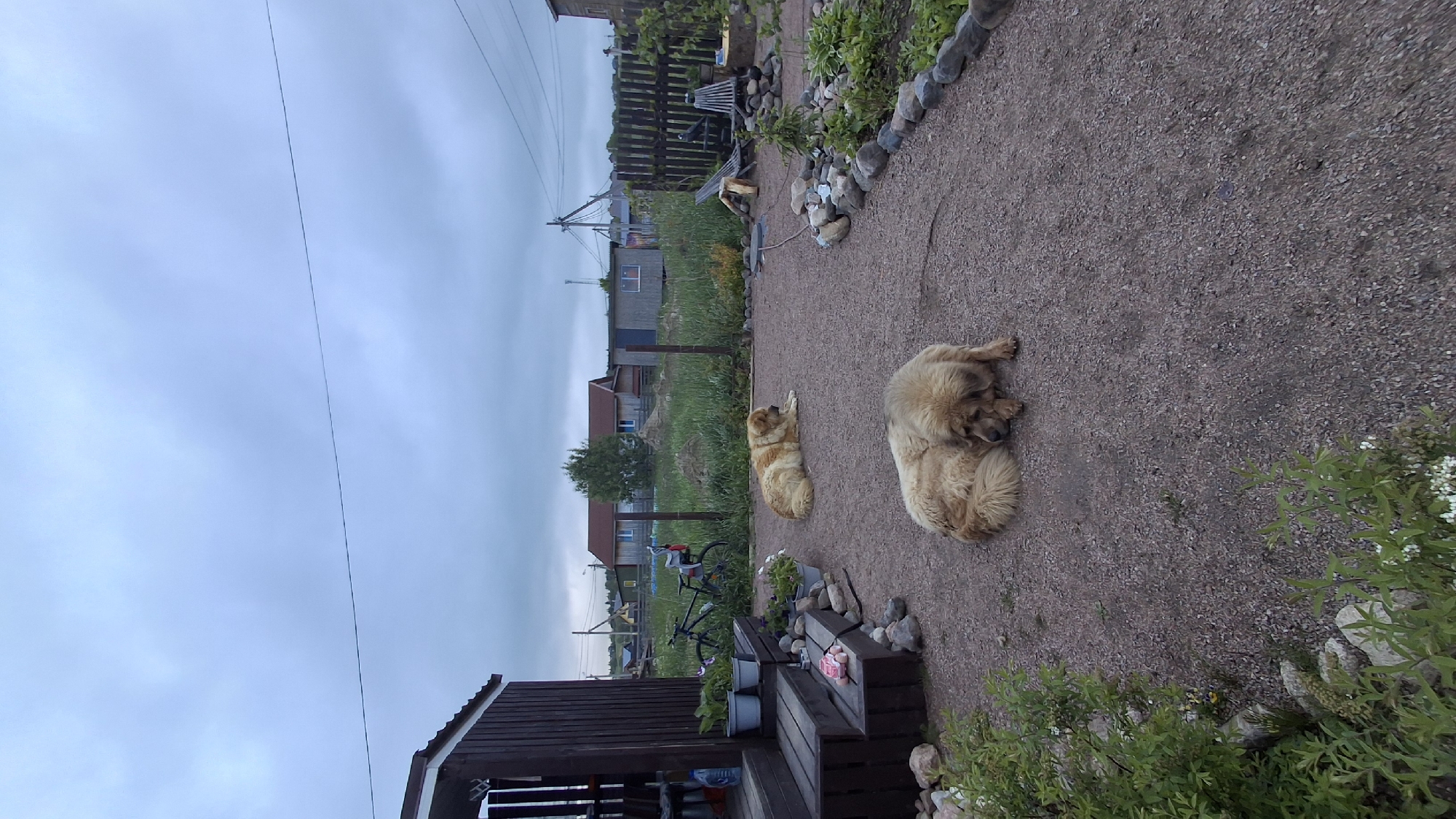 The photograph depicts a gravel area in Kempelevo, Russia. Two large, light-colored dogs are lying on the gravel. One dog is curled up, while the other is lying stretched out. Vegetation borders the gravel on both sides. A wooden structure, possibly a porch, is visible in the foreground. Further back, there are houses, a bicycle, and a cloudy sky. Power lines are visible in the sky. A wooden fence and various rocks are also present.