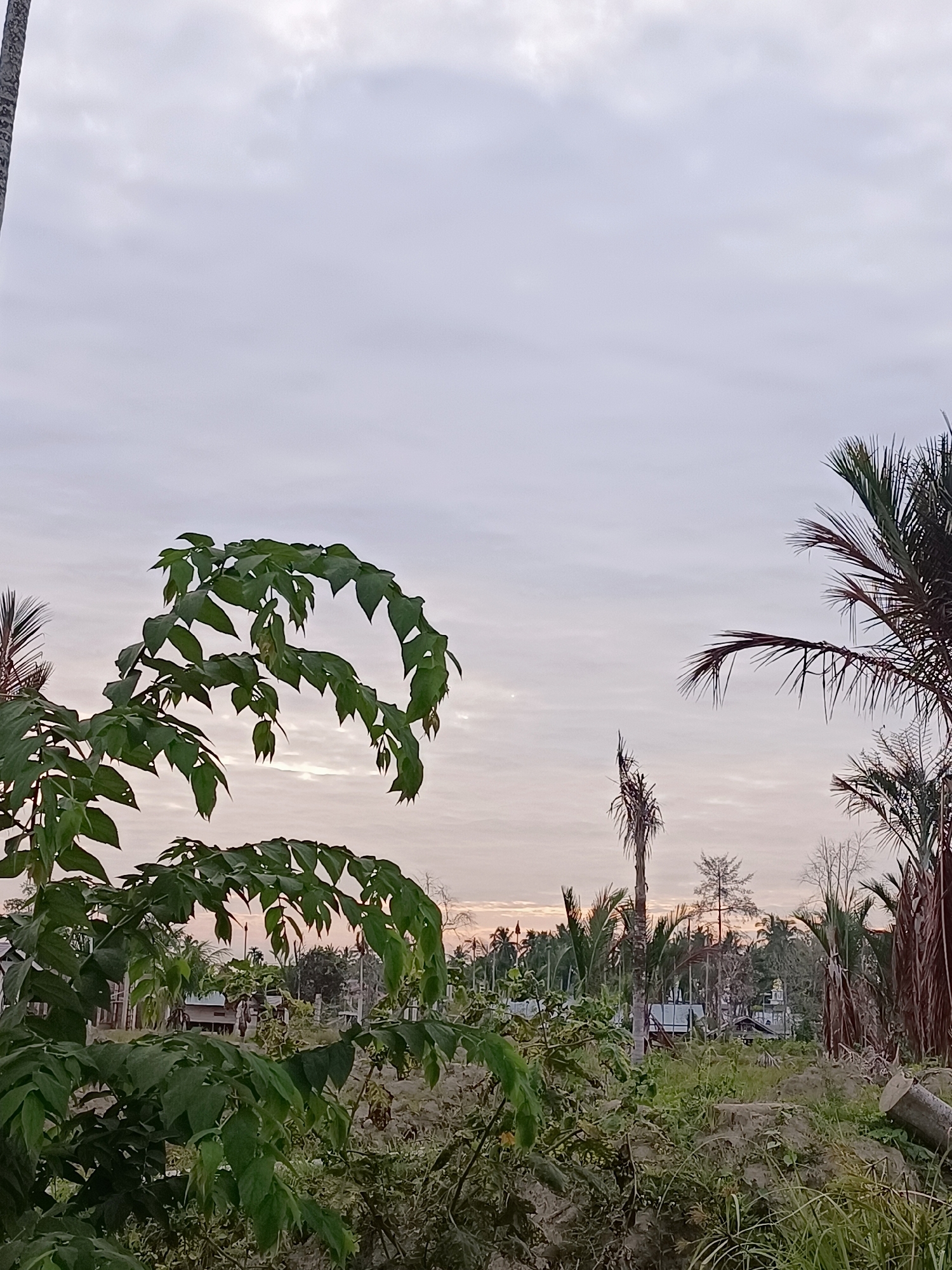 The image depicts an outdoor scene at dusk in Gampong Blang, Indonesia. In the foreground, lush green foliage from a plant with large, compound leaves dominates the left side of the frame. Behind the foliage, a rural landscape unfolds under a pale, cloudy sky. Several palm trees are visible, with some appearing dry and bare, while others are adorned with green fronds. In the distance, small buildings, possibly homes or a mosque with a dome, are nestled amongst more trees. The ground is covered in grass and other vegetation, with evidence of cleared land and fallen logs in the lower right corner. The overall impression is of a tranquil, rural setting as daylight fades.