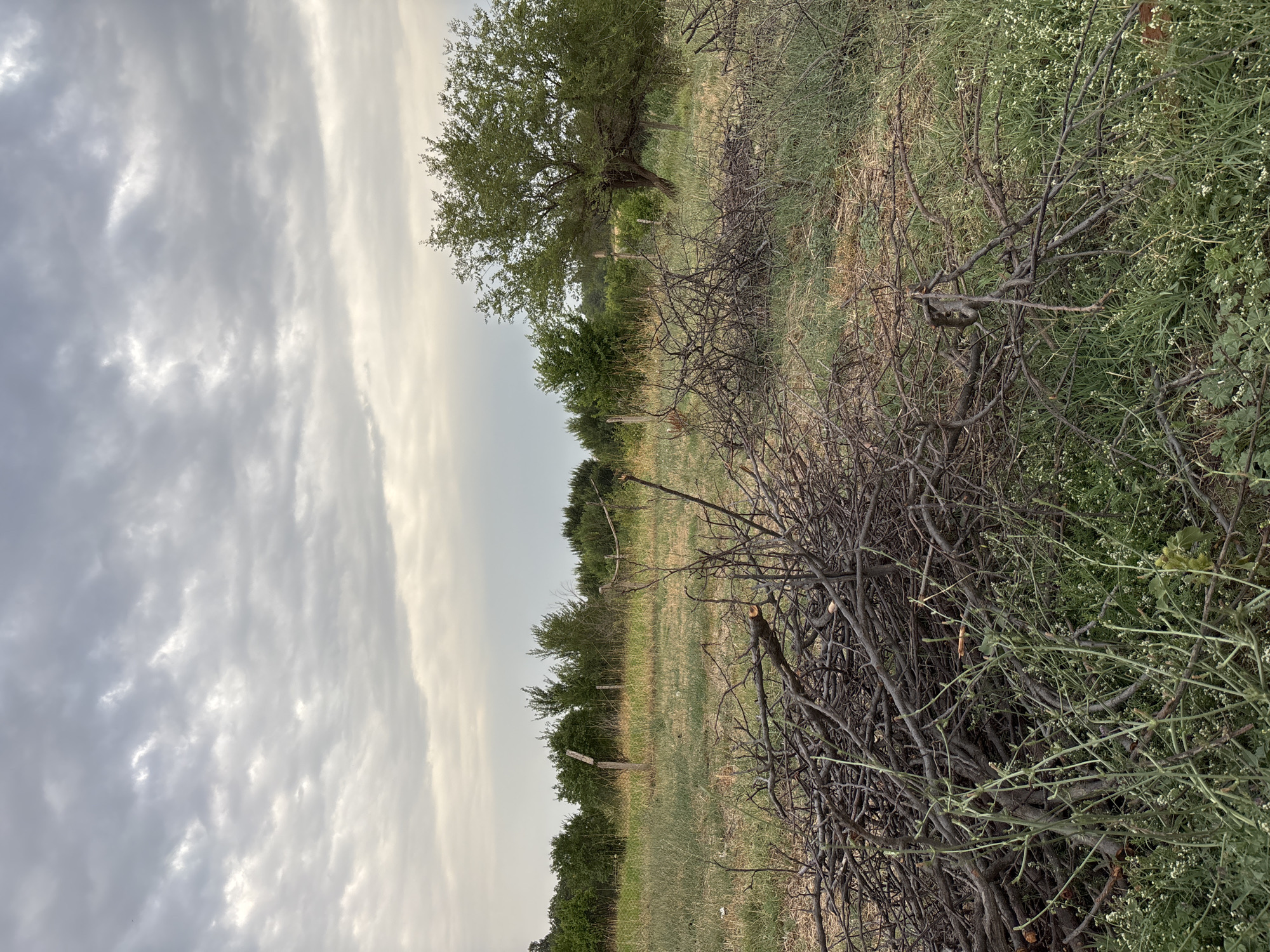 The image depicts an outdoor scene in the village of Zhibek Zholy Rural District, Kazakhstan. In the foreground, a large pile of pruned branches and brushwood is visible, with some green foliage and small white flowers growing around it. Behind the brushwood, a grassy field stretches towards a line of trees and bushes in the middle ground. There are several weathered wooden posts scattered in the field, possibly remnants of a fence. A mature tree with a full canopy stands to the right of the frame. The sky is overcast with dramatic, grey clouds. The overall impression is one of rural neglect or preparation for clearing.