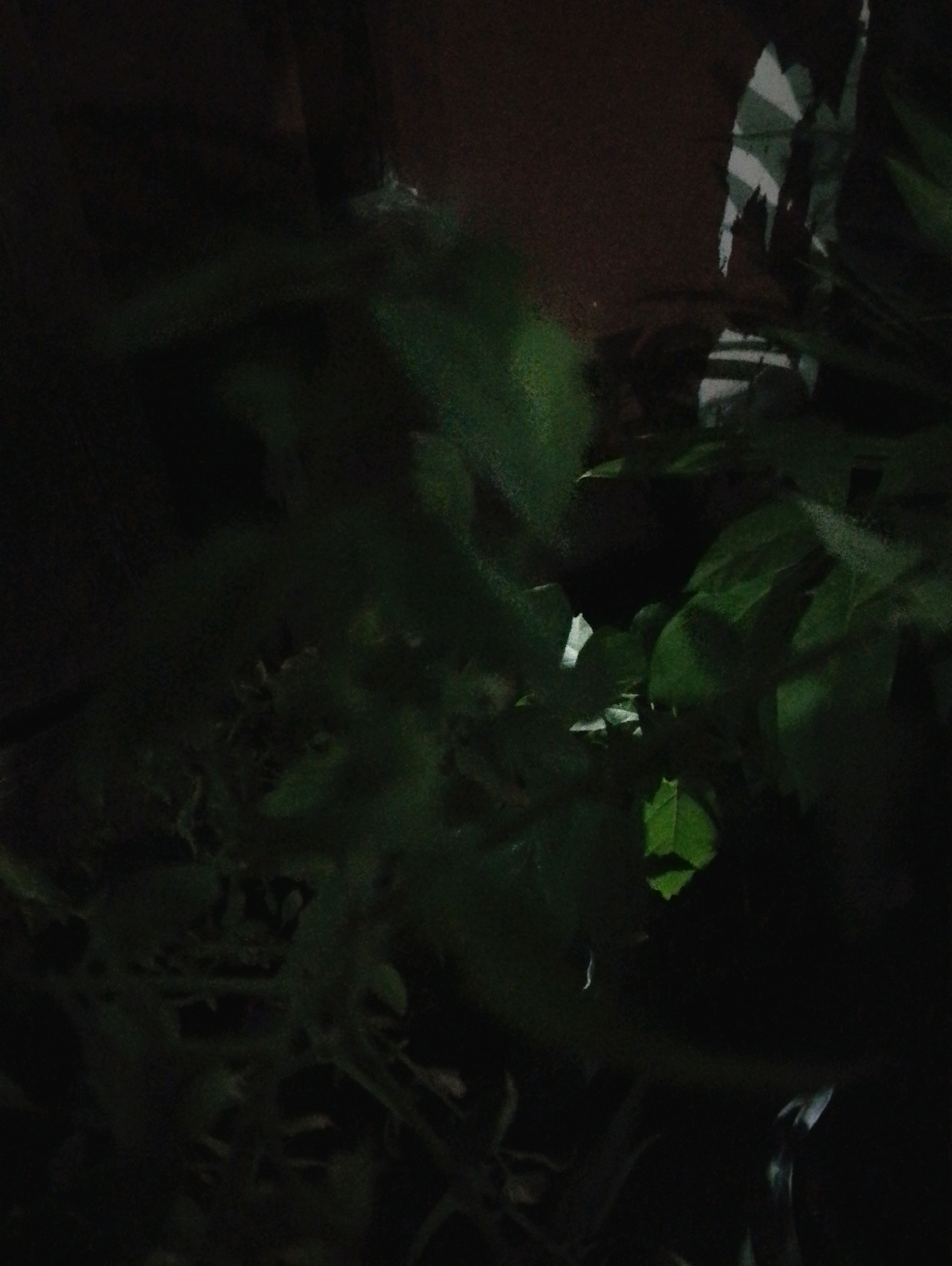 The image shows a dark, out-of-focus close-up of green foliage. The leaves are dense and appear to be part of a plant or bush. There are some hints of light reflecting off the leaves, and a dark brown background suggests it might be nighttime or a dimly lit indoor environment. The image quality is poor, with a significant amount of noise and blur. It is not possible to determine the specific location within Kendalrejo, Indonesia, or any details about people, objects, or actions.
