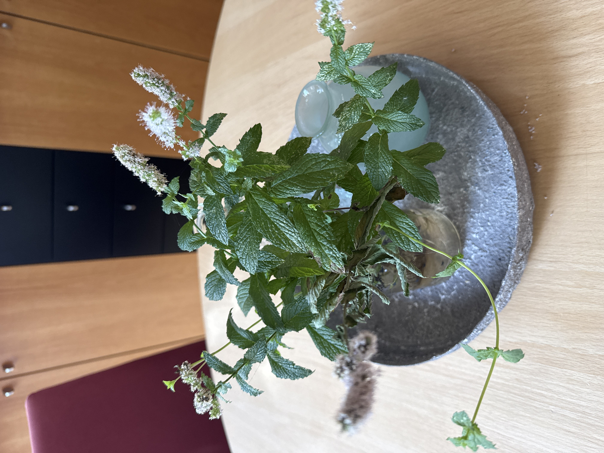 A sprig of mint with white flowers sits in a clear glass vase, which is placed on a grey, circular dish. The dish is positioned on a light brown wooden table. To the right of the vase, a pale blue, frosted glass votive candle holder is visible. In the background, a portion of a wooden cabinet with dark drawers and handles is present, and to the left, a dark red chair is partially visible. The scene appears to be indoors, likely in an office or dining room setting. There is no indication of the city of Rheine, Germany, being present in the image.