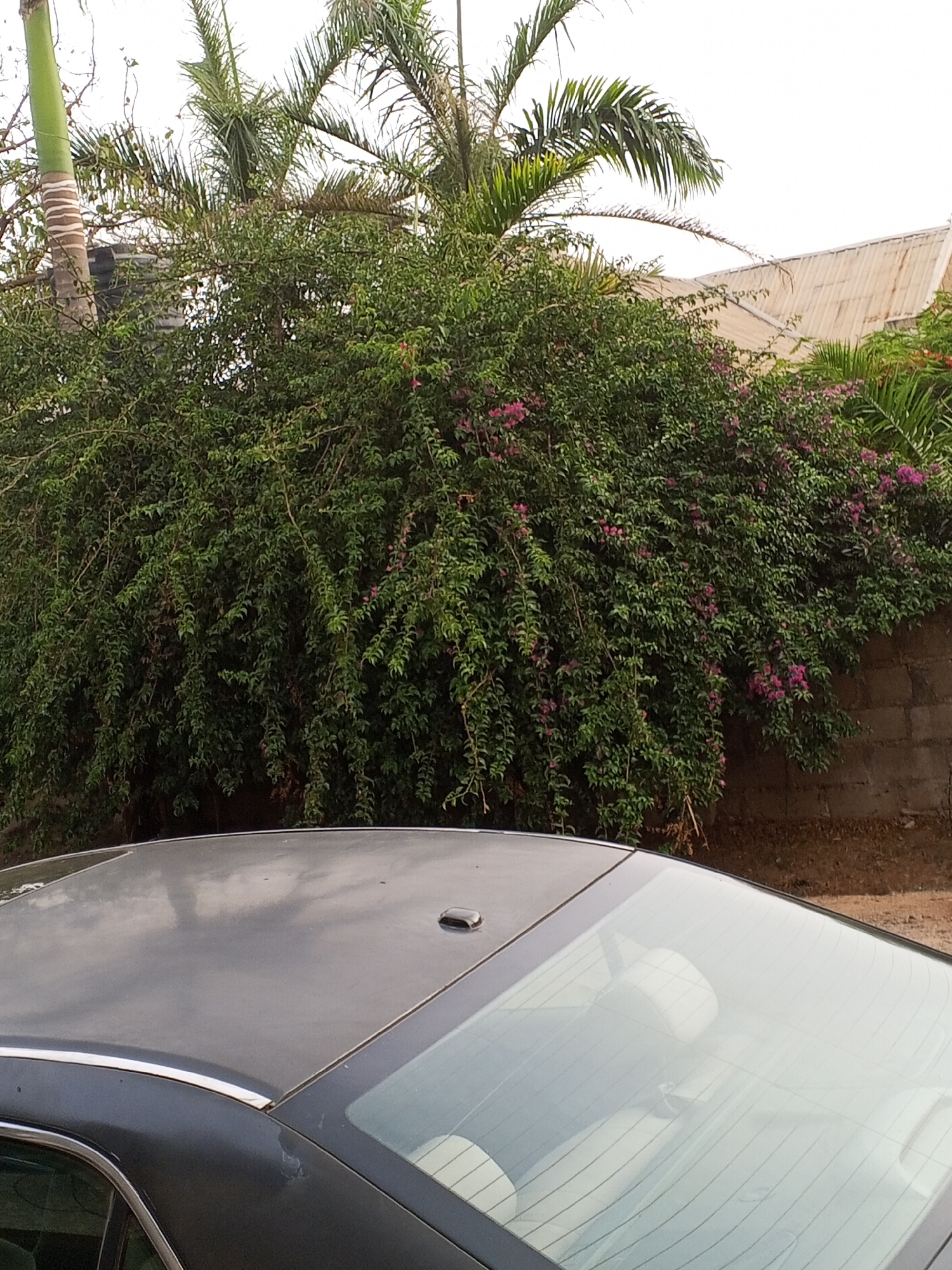 The image captures the rear section of a dark-colored sedan, parked outdoors in what appears to be a tropical or sub-tropical setting in Jos, Nigeria. The car's metallic roof and rear window, complete with defroster lines, are visible in the lower portion of the frame. A small, dark antenna protrudes from the car's roof.
Dominating the background is a lush, dense green bush, heavily adorned with clusters of small pink flowers, possibly Bougainvillea. This vibrant foliage forms a thick natural barrier, extending across the width of the image. Peeking above and through the dense bush are parts of two palm trees, their fronds visible against a bright, overcast or very bright sky, which suggests diffused lighting conditions rather than direct sunlight.
In the upper right corner, behind the vegetation, a light-colored roof with corrugated sheeting can be seen, hinting at a nearby building. To the right of the main bush, a concrete block wall is also partially visible. No people or specific activities are depicted in the scene, and there is no visible text. The overall atmosphere is tranquil, characterized by the abundant greenery under a soft, even light.