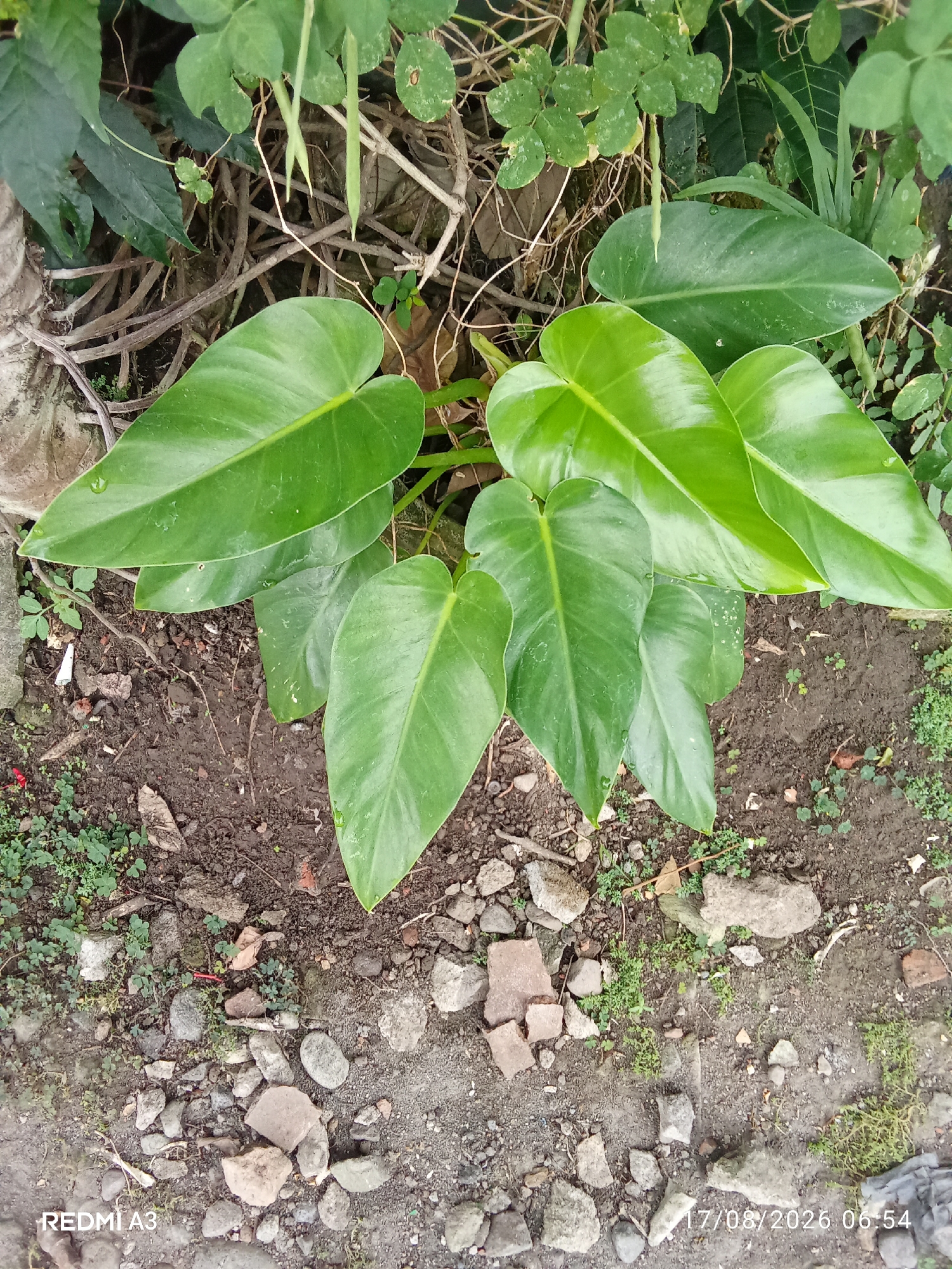 The image displays a close-up, eye-level view of a lush green plant with large, heart-shaped leaves, possibly a philodendron variety, growing in the ground. The plant is the primary subject, situated centrally and filling a significant portion of the frame. Its leaves are glossy and appear to have water droplets on them, suggesting recent rain or watering. The plant is rooted in dark, moist soil interspersed with small stones and pebbles. Scattered around the plant are dried twigs and fallen leaves, indicating a natural outdoor environment. The background consists of more foliage, creating a dense, green backdrop that blurs slightly, emphasizing the plant in the foreground. The scene appears to be located outdoors, on the ground level. No people are visible in the image. The timestamp "17/08/2026 06:54" and "REDMI A3" are visible in the bottom right and left corners respectively.