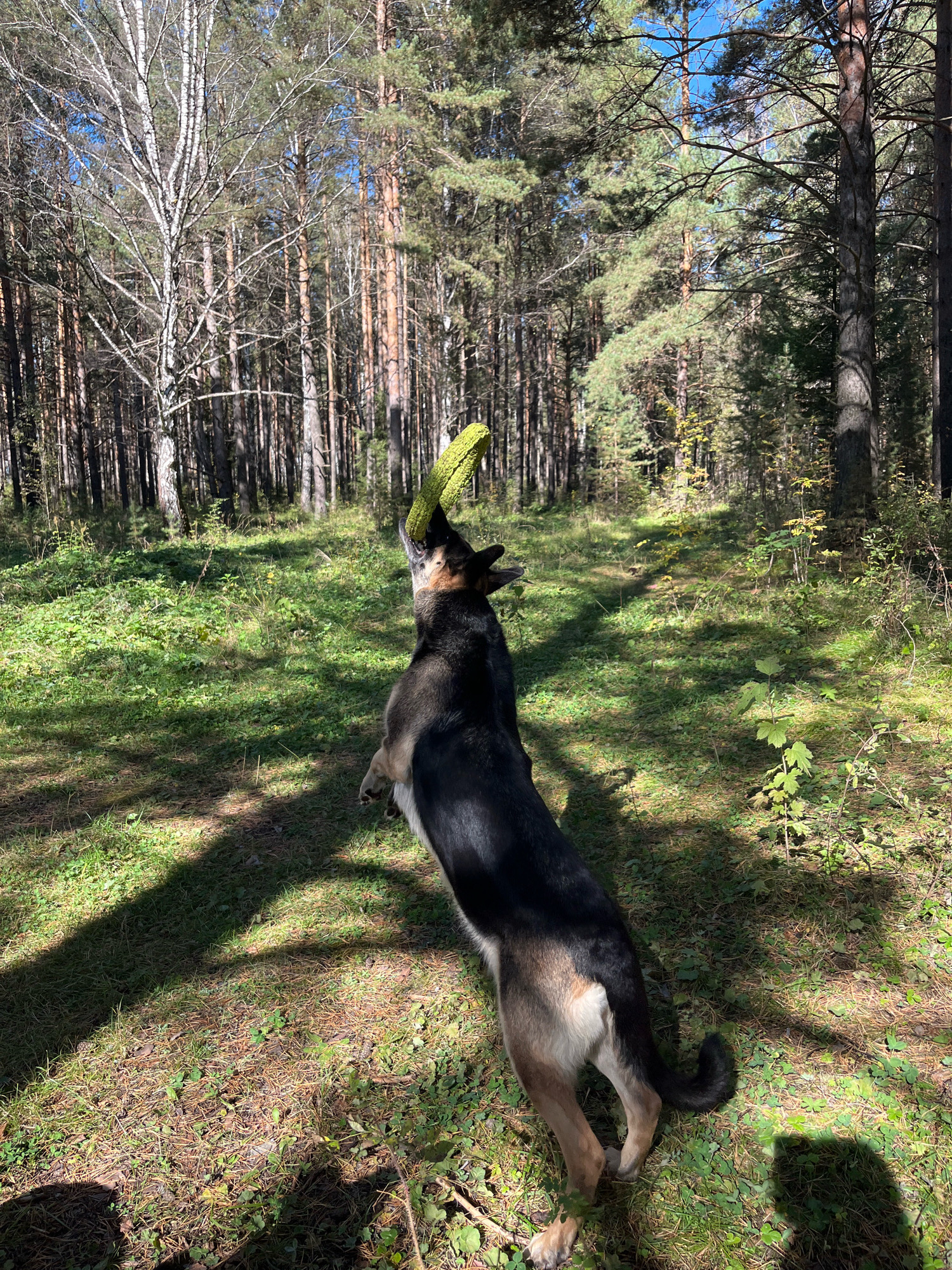 A German Shepherd dog is playing with a green toy in a forest. The dog is mid-air, jumping to catch the toy in its mouth. The forest floor is covered in grass and pine needles, and sunlight streams through the trees, casting shadows. The trees are tall and slender, typical of a pine forest. The overall scene depicts a dog enjoying an outdoor activity in a natural setting. The location is not specified in the image or its crops, so any mention of Nizhny Tagil, Russia would be speculative.