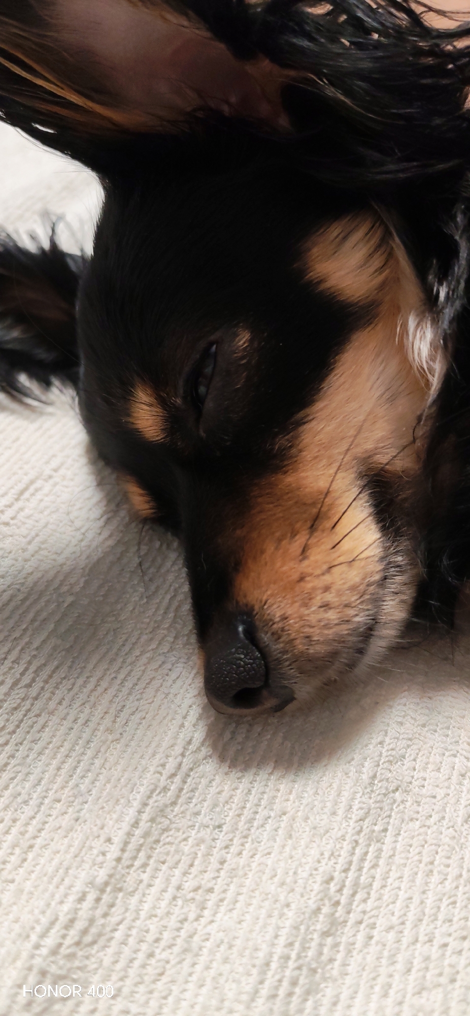 A close-up shot depicts a sleeping dog with black and tan fur lying on a white textured surface, possibly a blanket or cushion. The dog's eyes are partially closed, and its black nose is prominent. The focus is sharp on the dog's face, with the background slightly out of focus. No indication in the image shows that it was taken in Noviy, Russia.