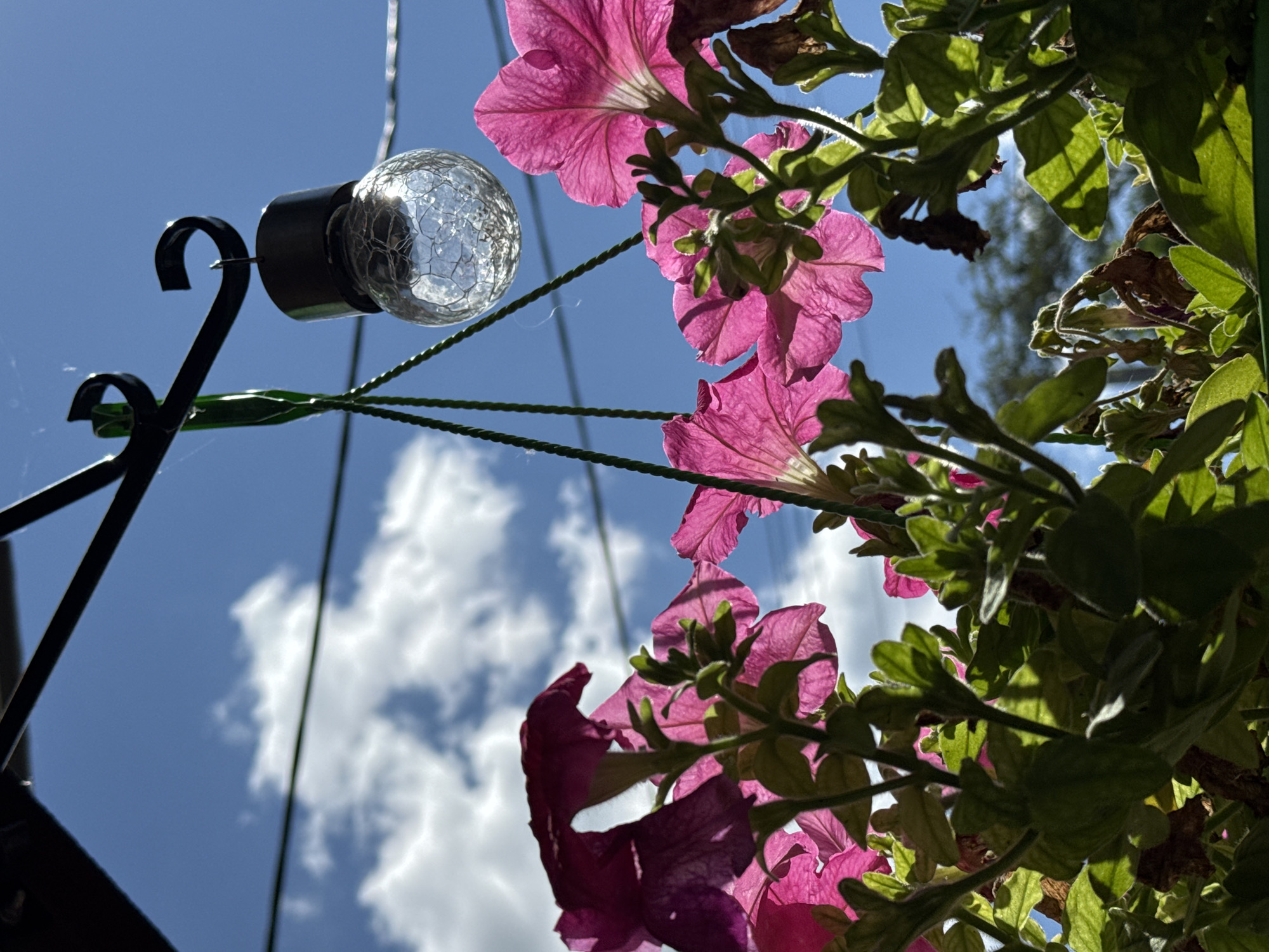 This is a close-up, low-angle shot of pink petunias in a hanging basket against a bright blue sky with scattered white clouds. A small, clear, cracked-glass solar light hangs above the flowers, suspended by green cords attached to a dark metal hook. The flowers are in bloom, with some showing signs of wilting or dying. The foliage is lush and green, with sunlight filtering through the leaves and petals, creating a backlit effect. The scene appears to be outdoors, possibly on a balcony or porch. There are no people or animals visible in the image. The location is not specified in the image, and there is no visual information to suggest it is in Prokopyevsk, Russia.