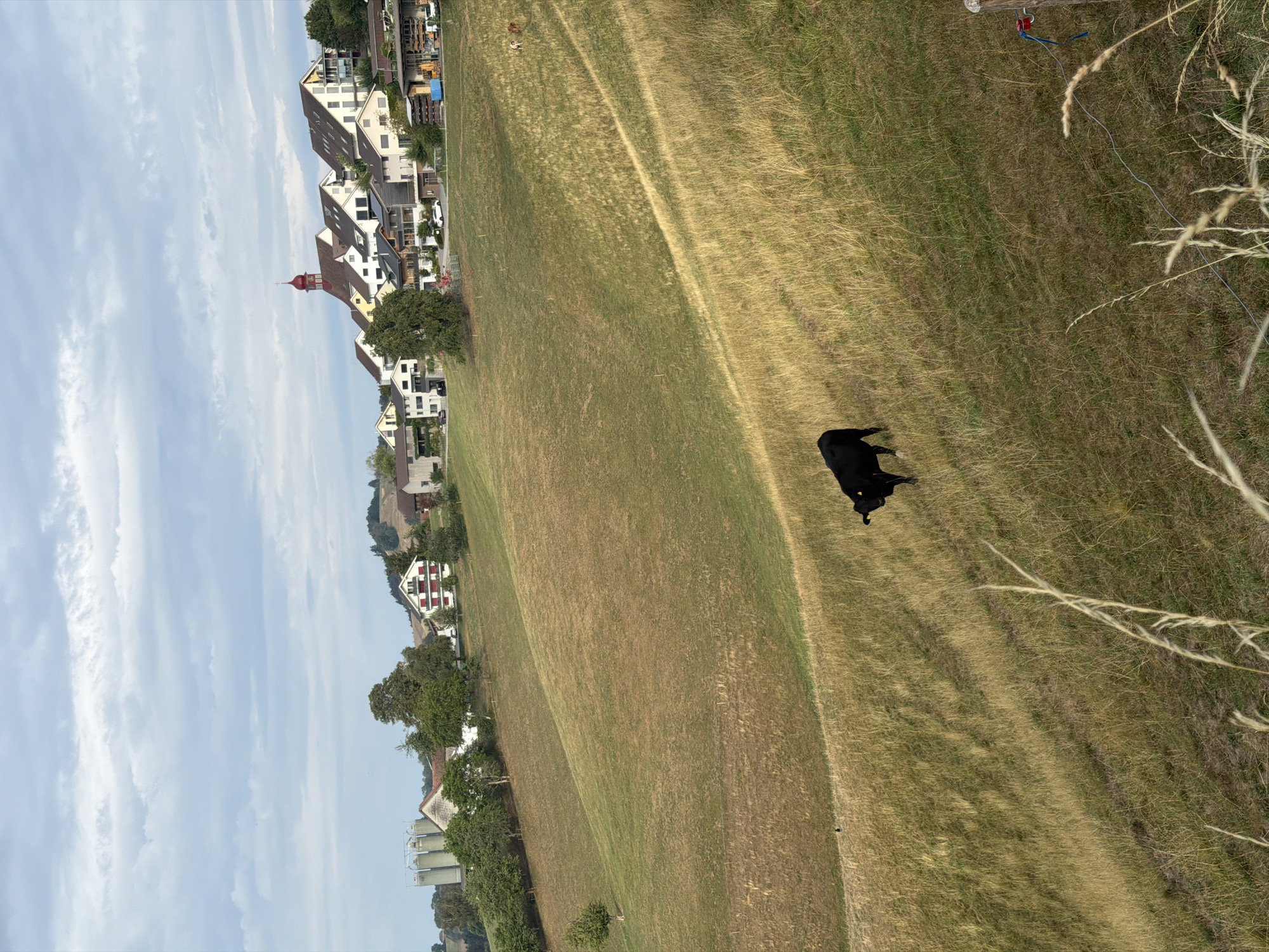The image depicts a rural landscape in the vicinity of Ufhusen, Switzerland, under a cloudy sky. In the foreground, a black cow stands on a grassy hillside. The hillside transitions from dry, yellow grass to greener patches. In the mid-ground, several buildings form a village, including houses with red-shingled roofs and a prominent red-domed church steeple. Agricultural structures, such as silos, are visible on the left side of the frame. The background features rolling hills and trees, characteristic of the Swiss countryside. There are no people visible in the image.