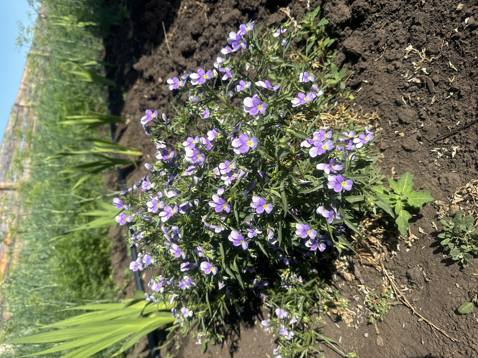 In Maksimovshchina, Russia, a cluster of small purple and white viola flowers with yellow centers blooms in dark soil. The flowers are dense and create a bushy appearance, with thin green leaves. Behind the flowers, tall, green gladiolus leaves are visible to the left, and a blurry background shows more green foliage and a wooden fence under a clear blue sky. The ground is composed of dark, rich soil, with some dry leaves and small green sprouts scattered around. The lighting suggests it is daytime, with shadows cast by the plants.